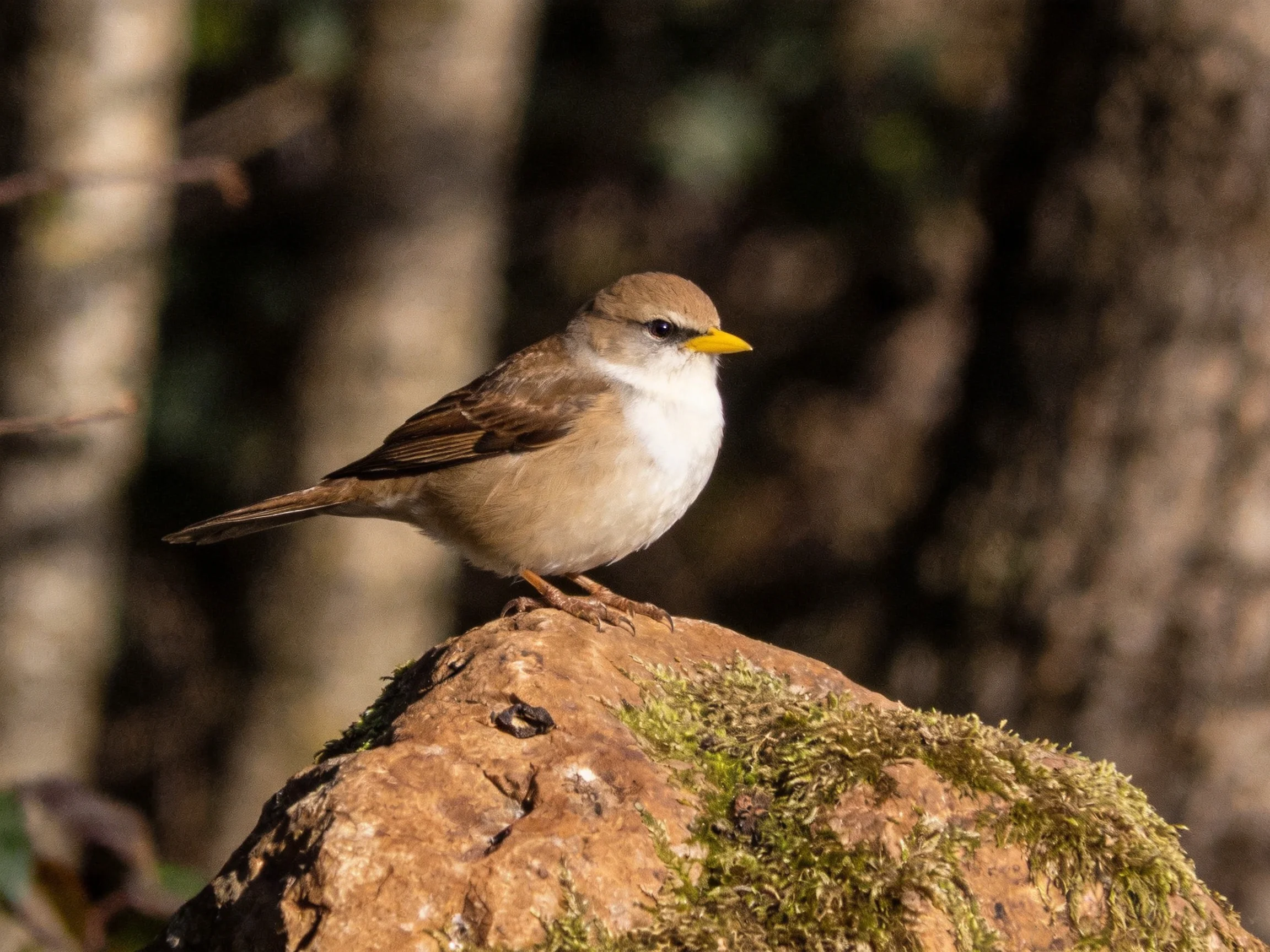 A small bird with brown, white, and yellow plumage perched on a moss-covered rock