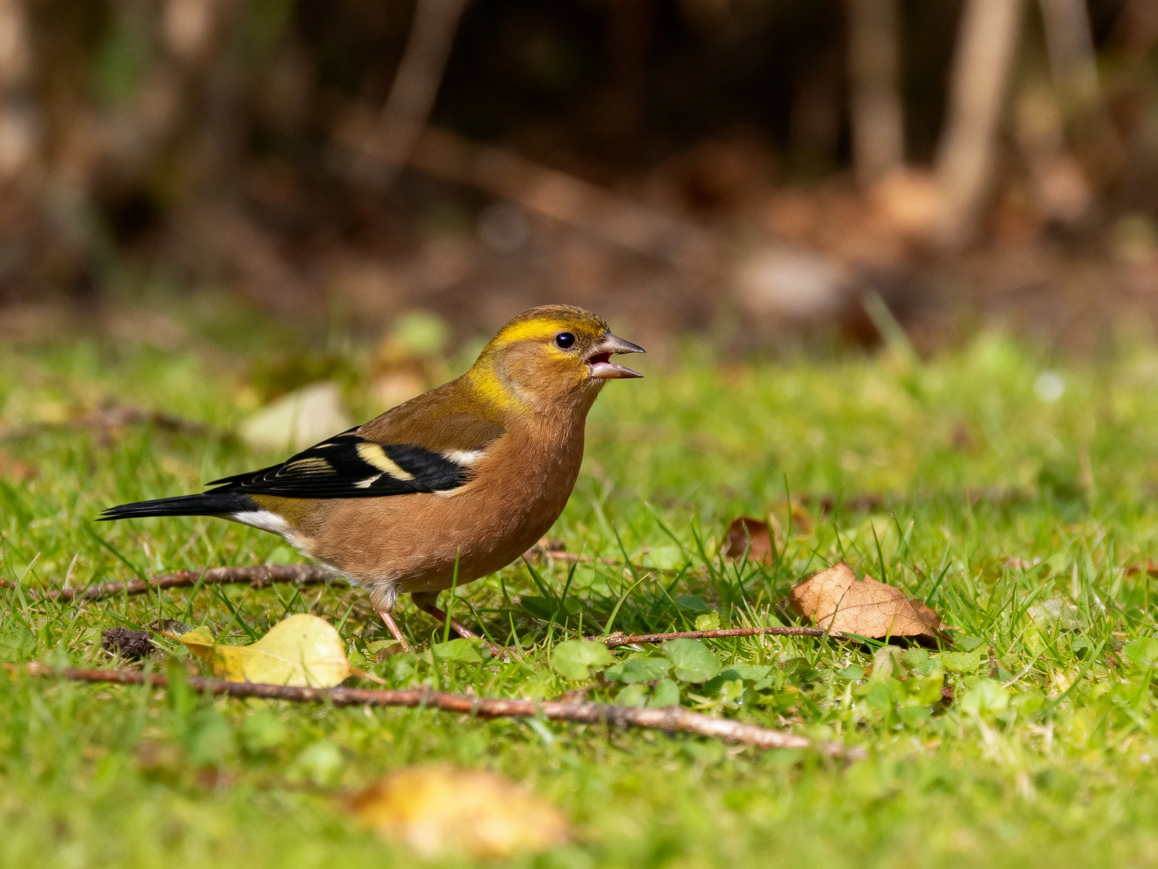 A small bird with brown, yellow, and black feathers stands on green grass.