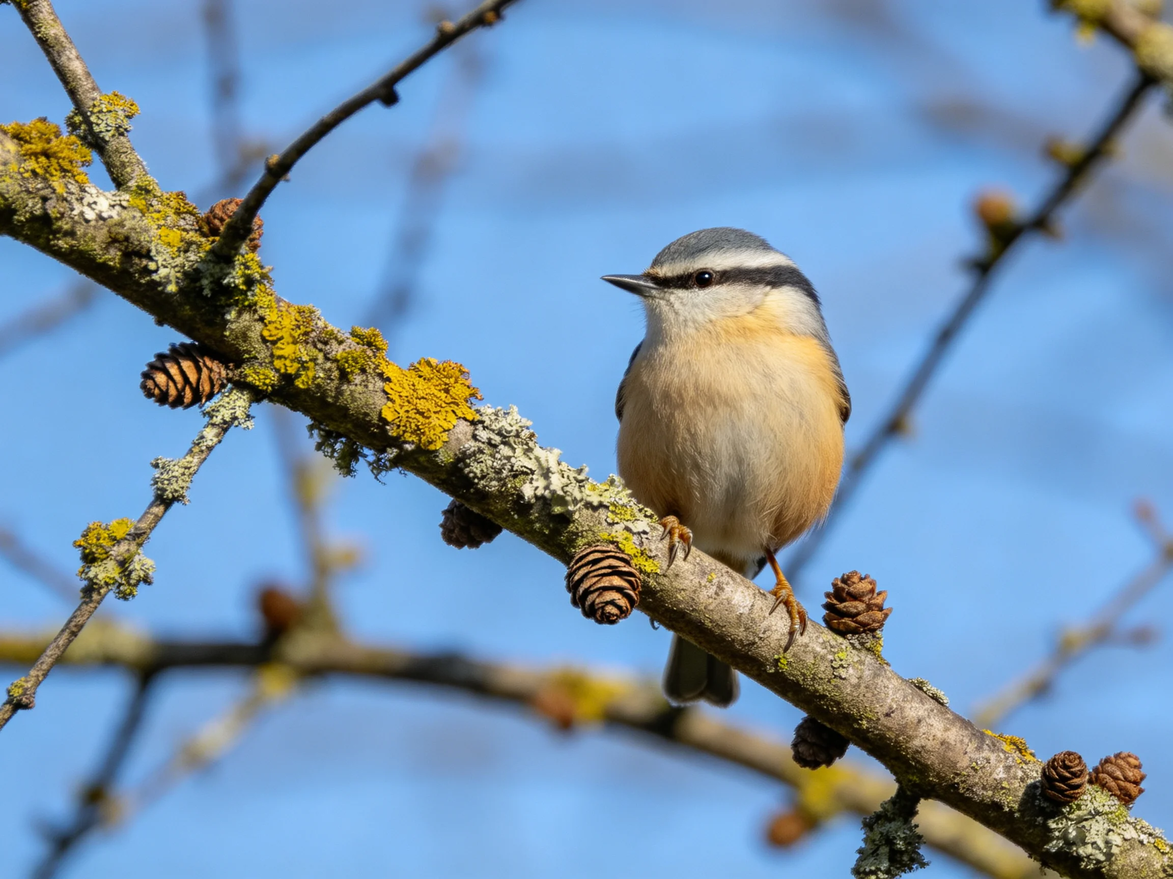 A small bird sits on a lichen-covered branch with pinecones near a clear blue sky.