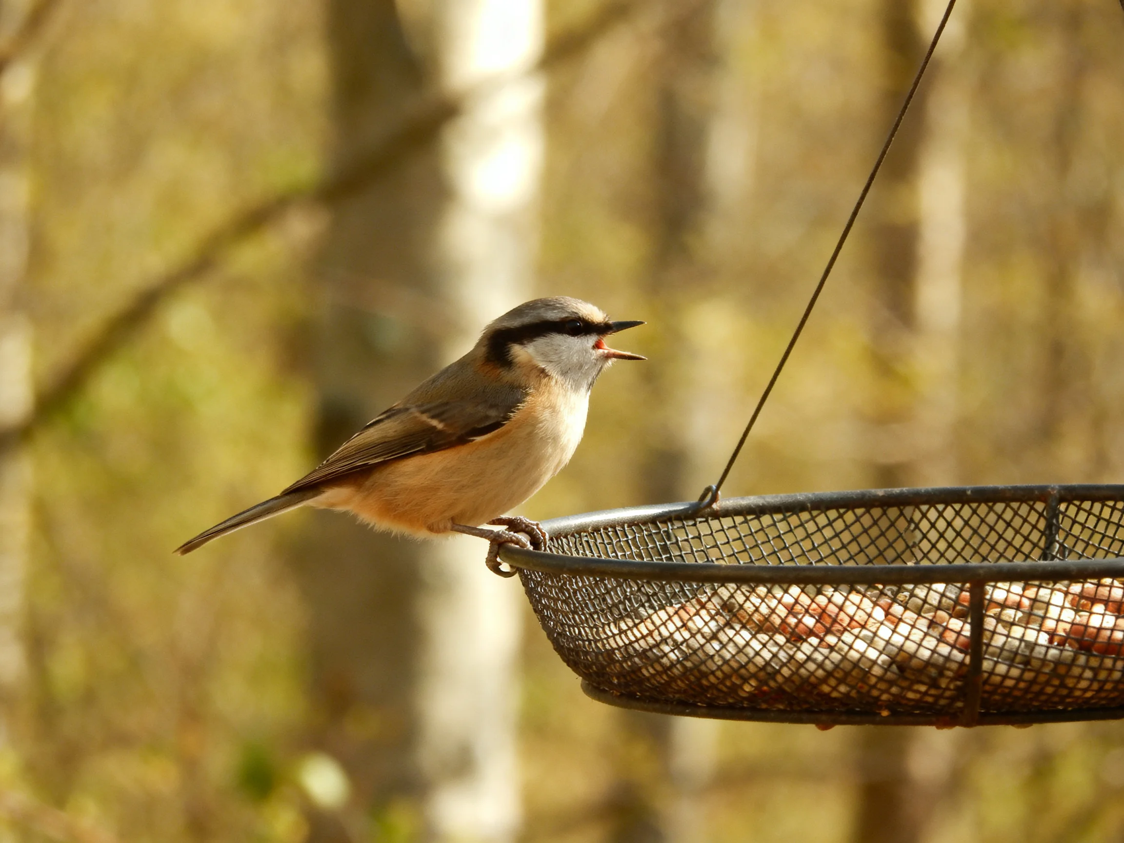 A small bird with gray head perches on a wire seed feeder