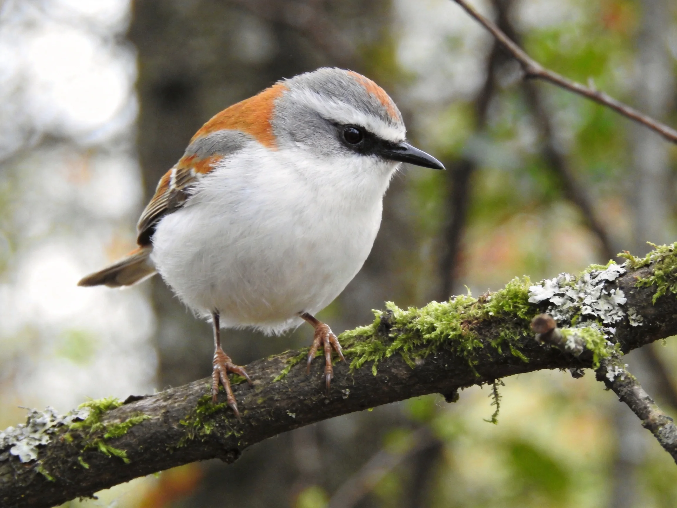 A small bird with gray, white, and rust plumage on a mossy branch