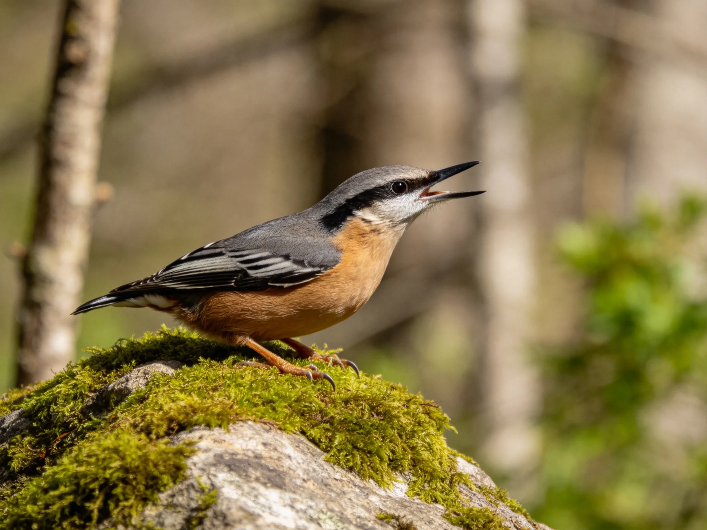A small bird with gray wings perches on a mossy rock in a forest