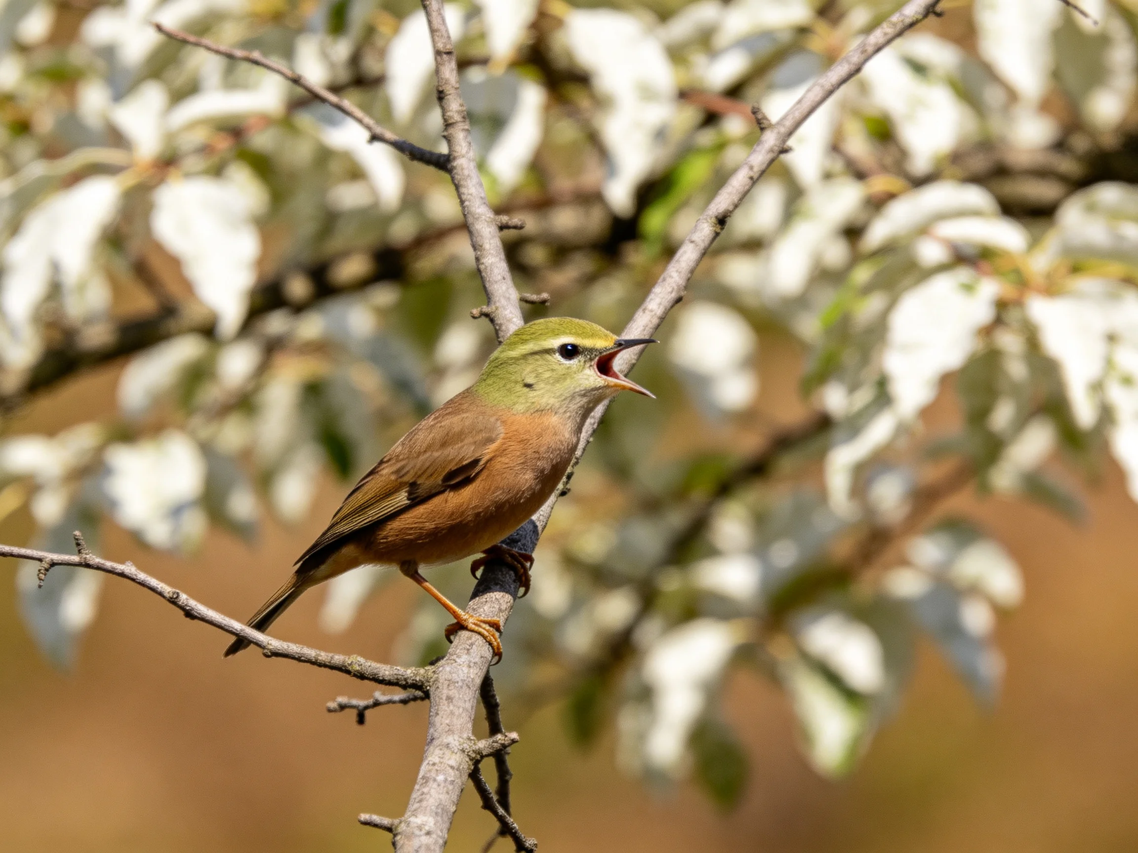 A small bird with olive-green head and rust-brown body perched on a tree branch