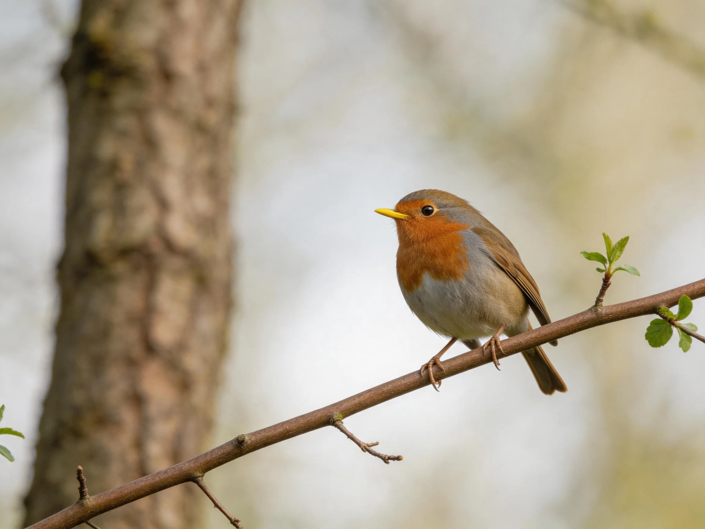 A small bird with orange breast perched on a branch near a tree trunk