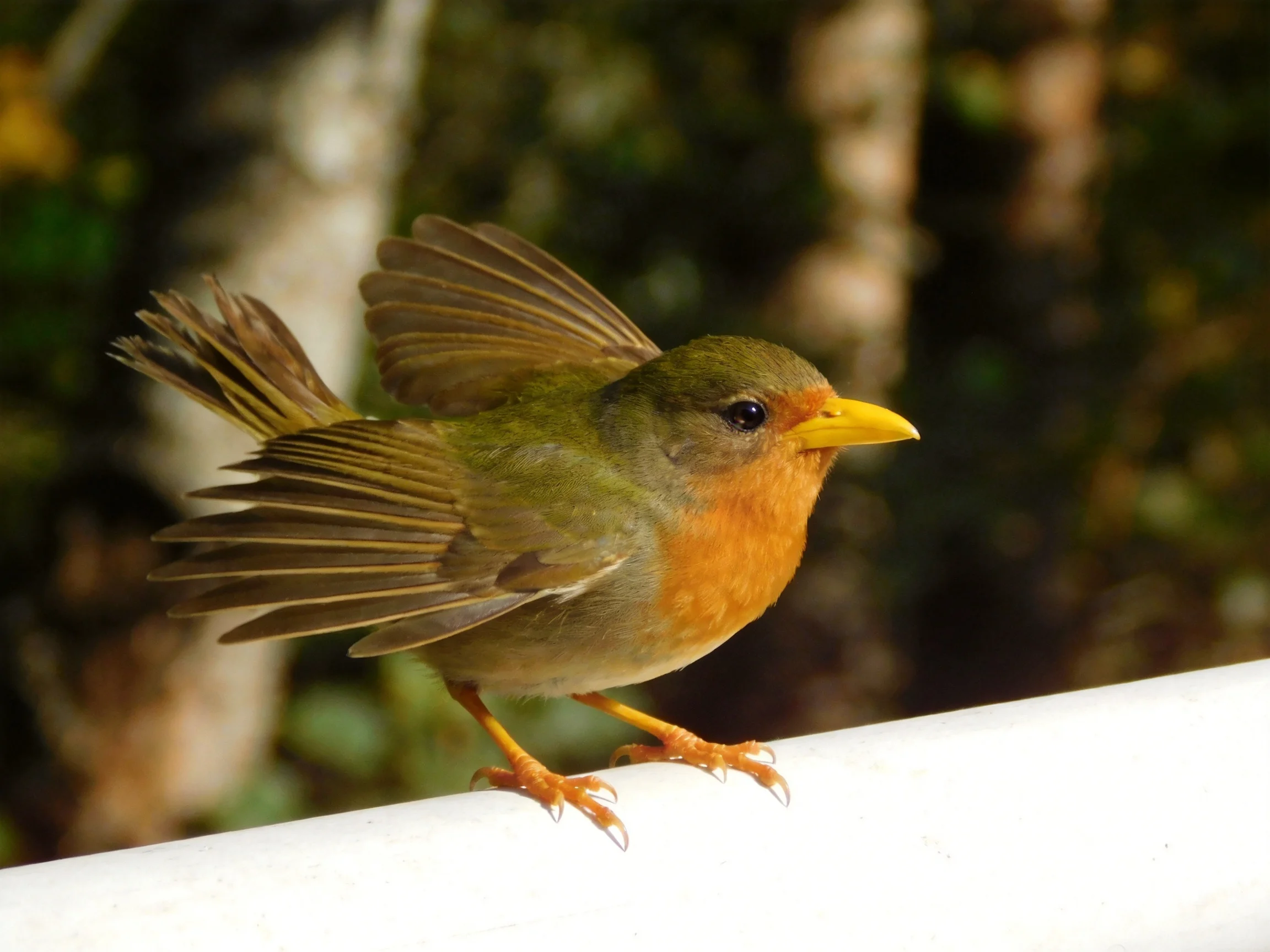 A small bird with orange chest, green body, yellow beak perched on white surface