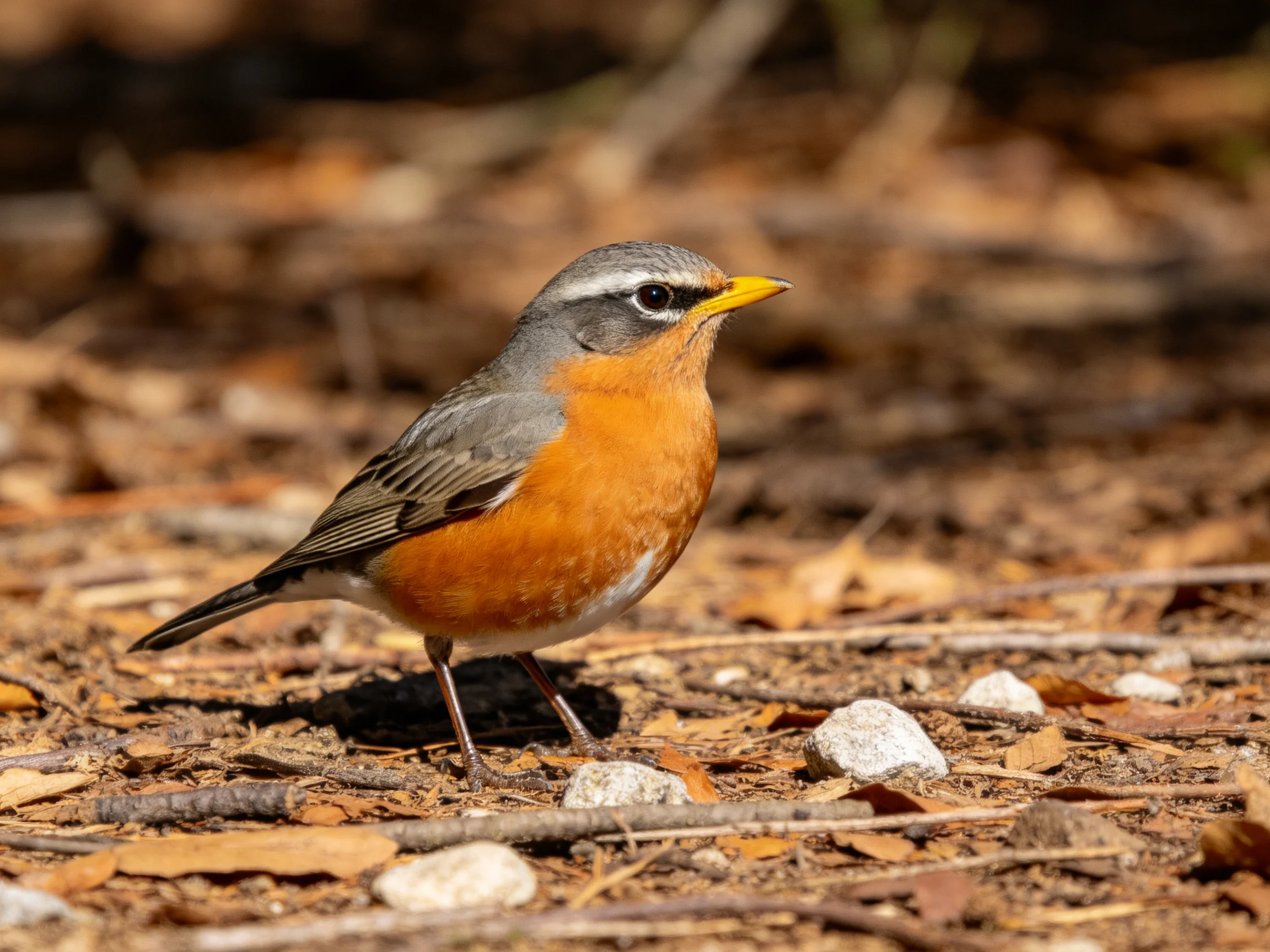 A small bird with orange chest stands among dry leaves and rocks