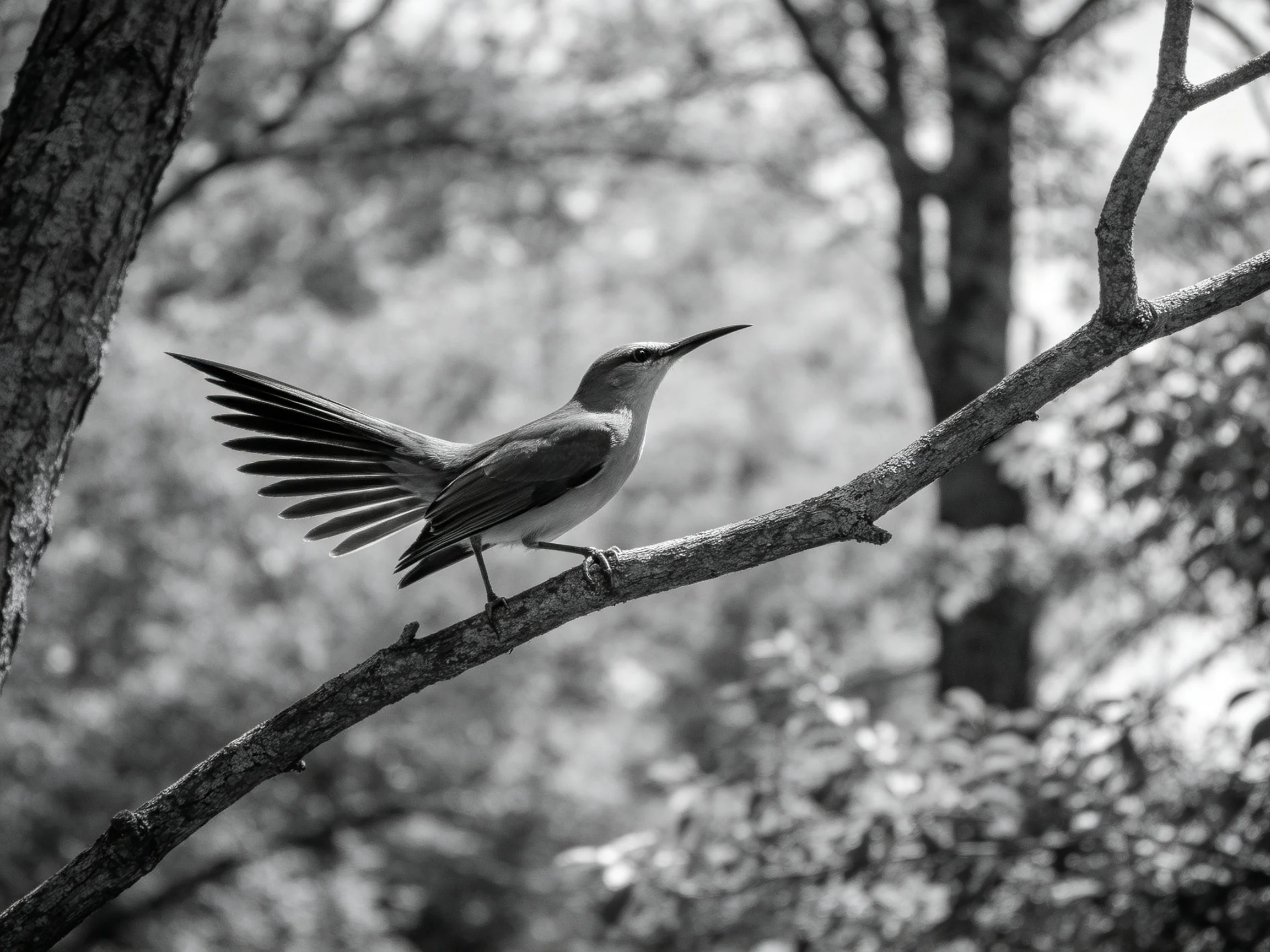 A small bird with outstretched wings on a tree branch