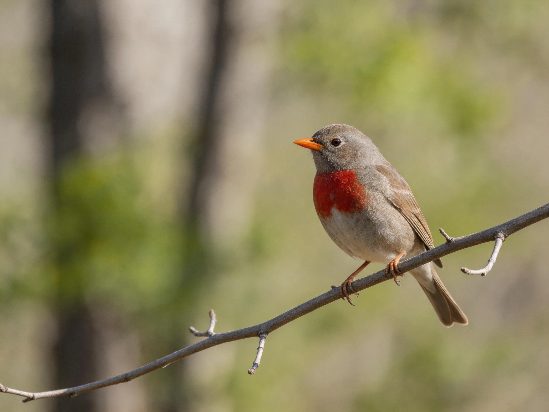 A small bird with red chest perched on a thin branch