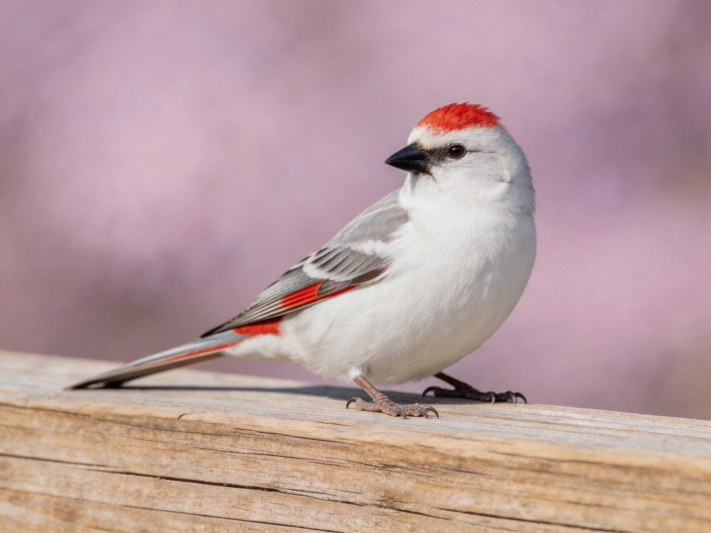A small bird with red crest and wing patches perched on wood