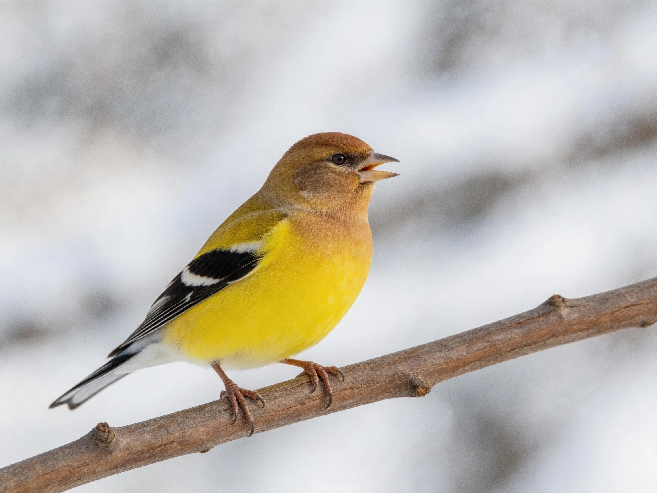 A small bird with yellow chest, brown head, black wing patches perched on a branch