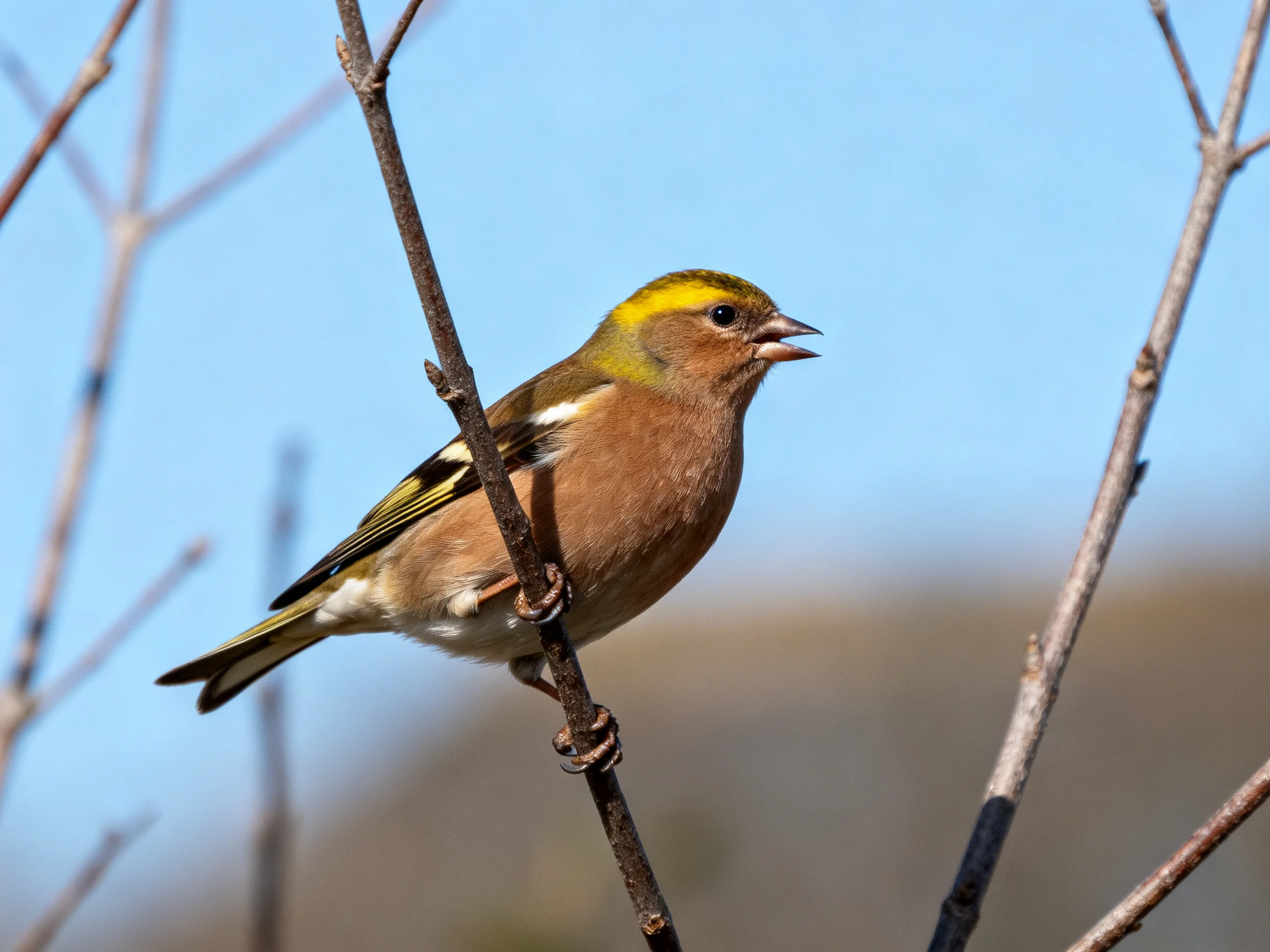 A small bird with yellow-crowned plumage perched on a thin branch