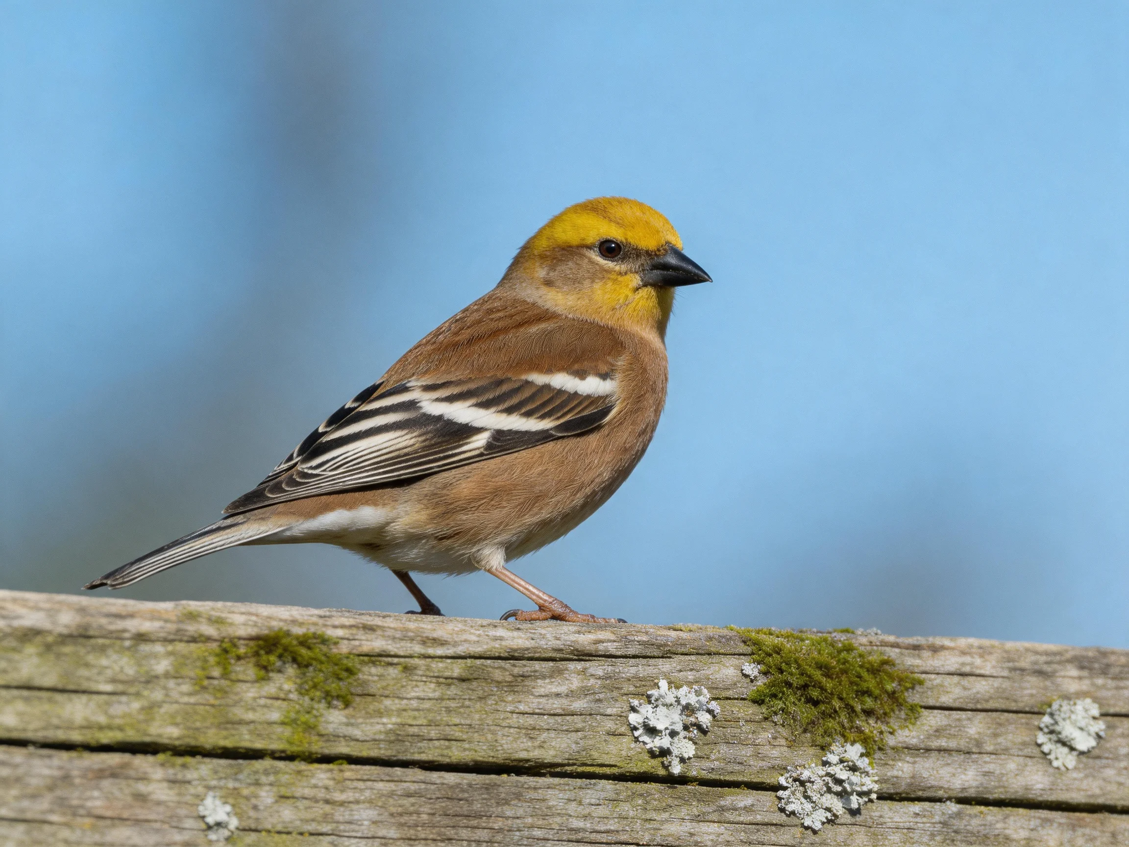 A small bird with yellow head rests on a weathered wooden surface covered in moss and lichen.