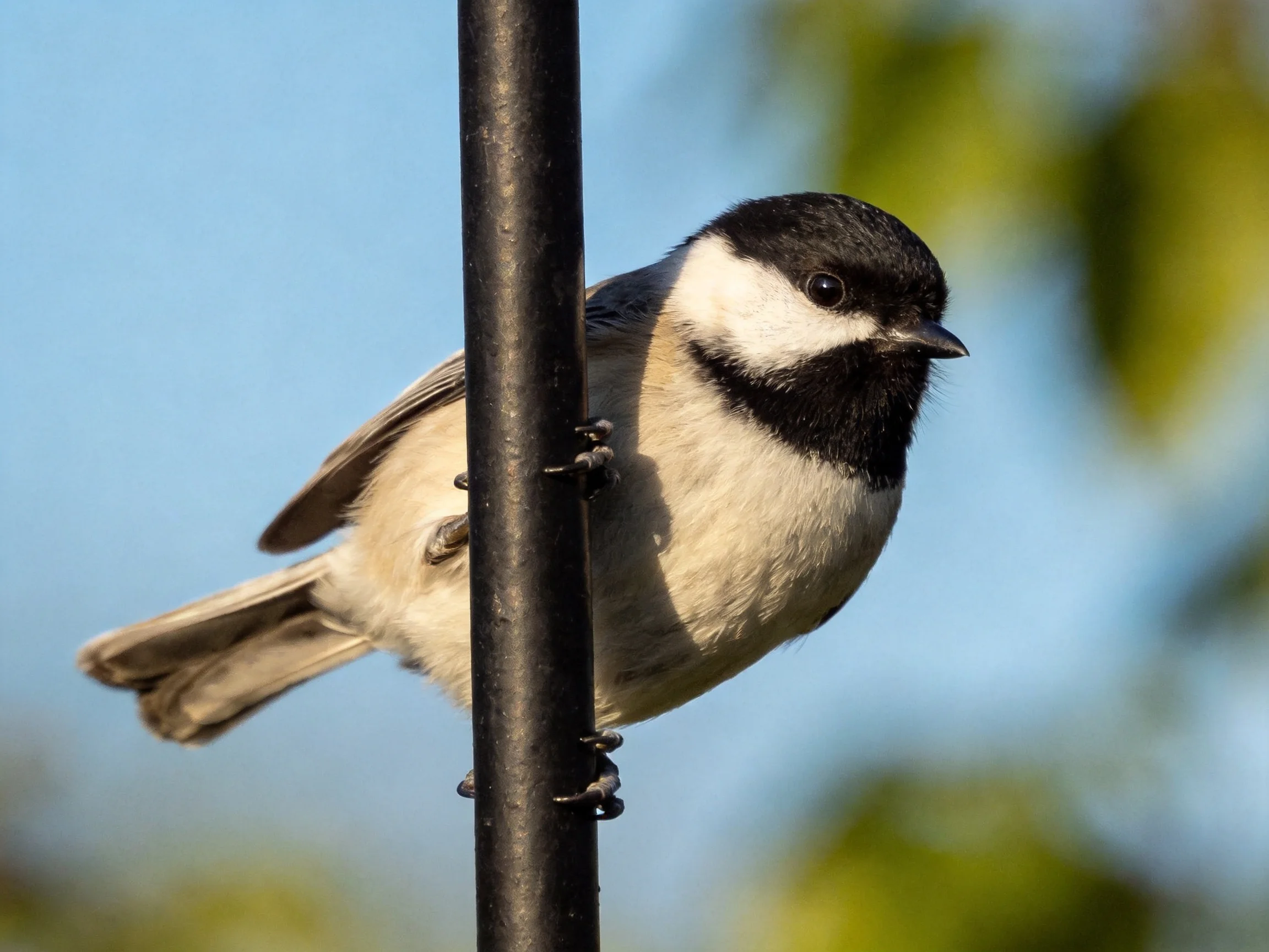 A small black-and-white bird clings to a dark metal pole