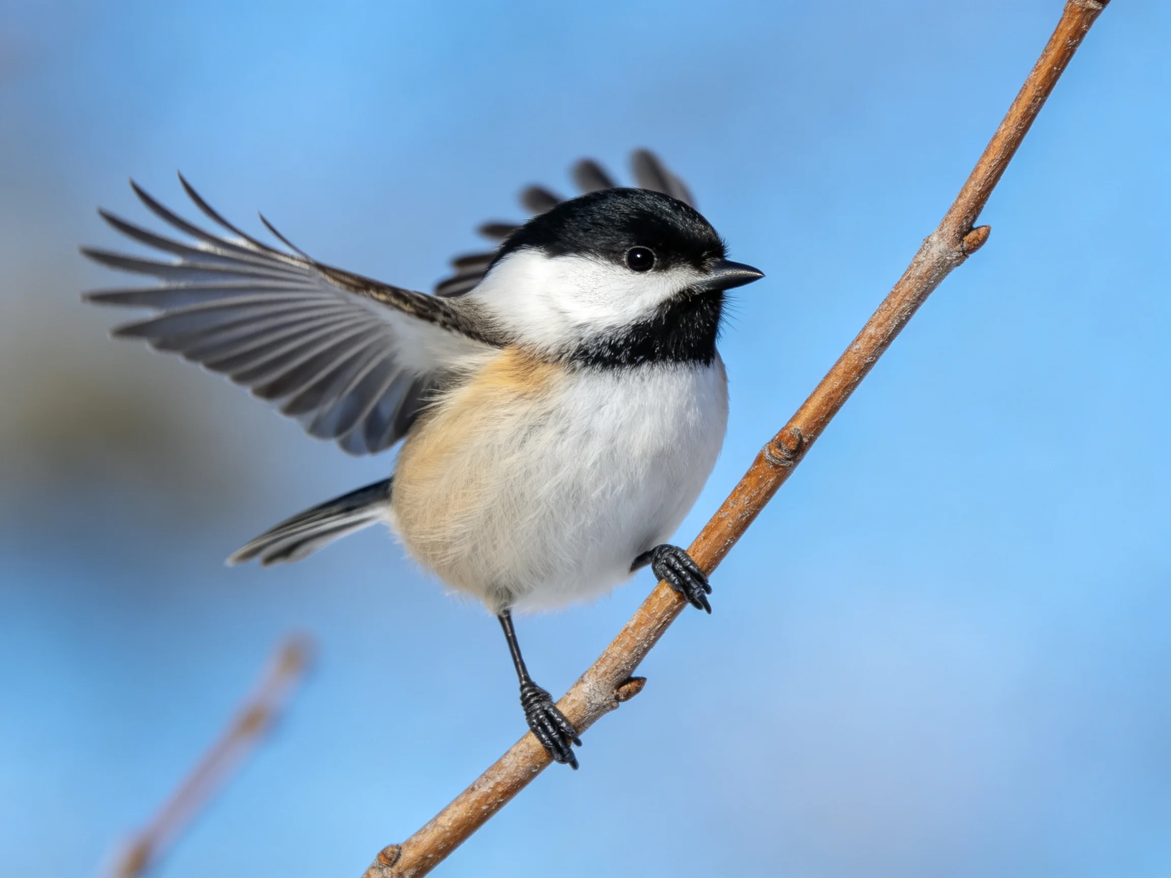 A small black-and-white bird perched on a thin brown branch