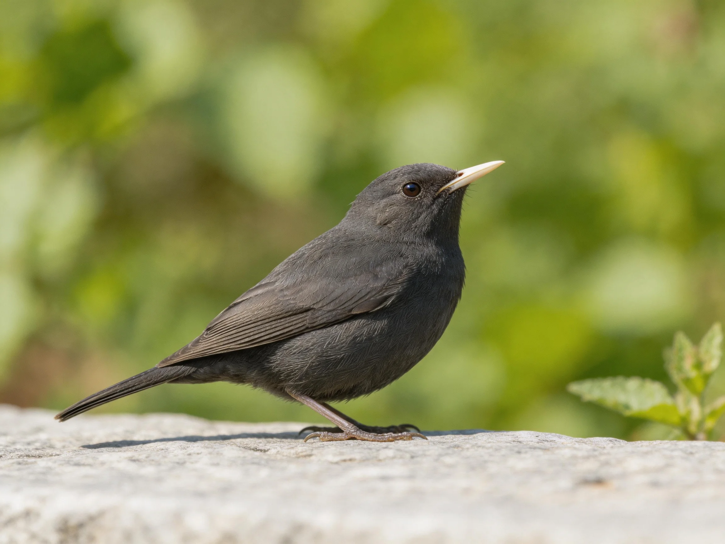 A small black bird perched on a stone surface amid green foliage