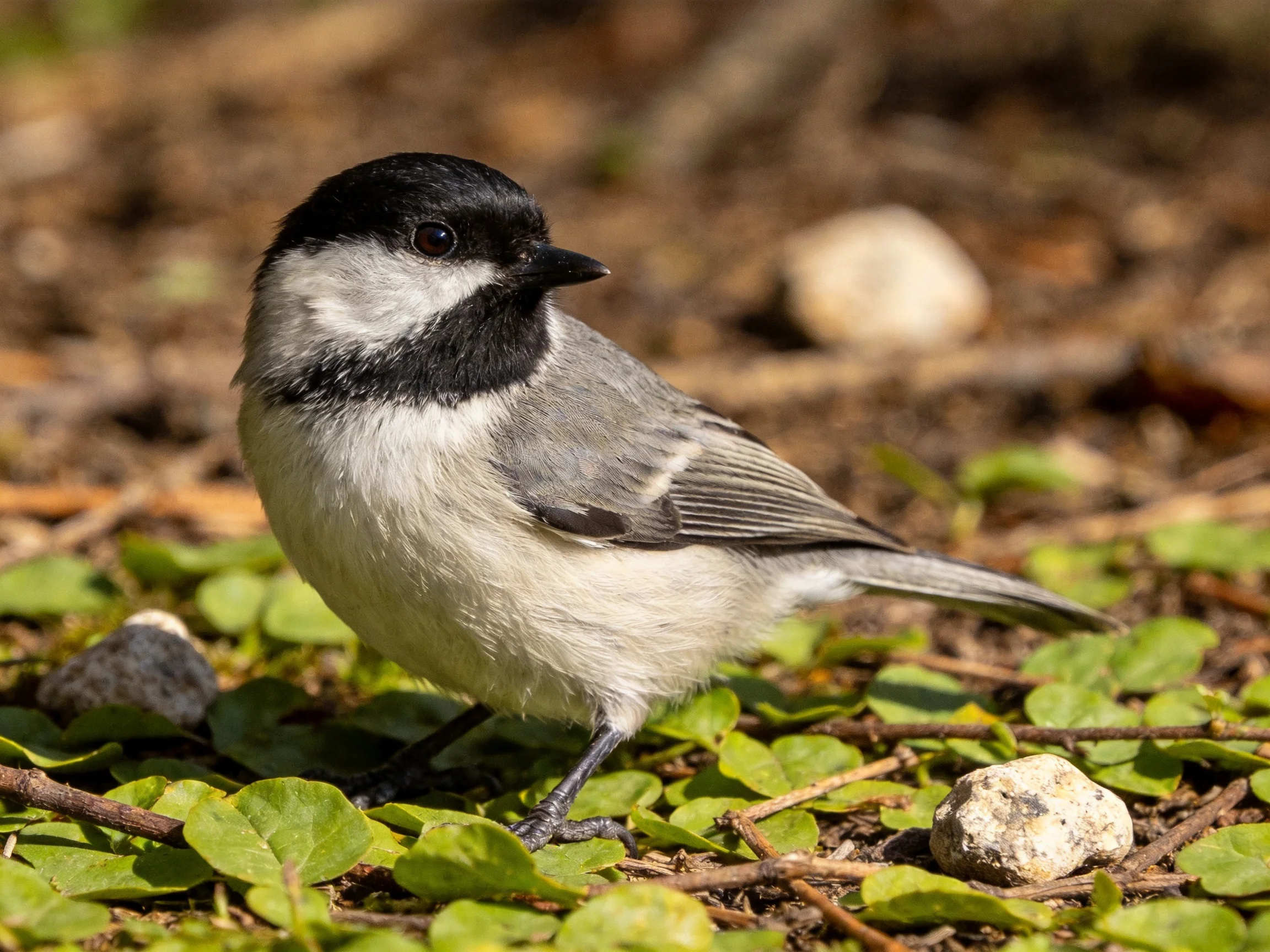 A small black-capped bird perched among green foliage and scattered stones