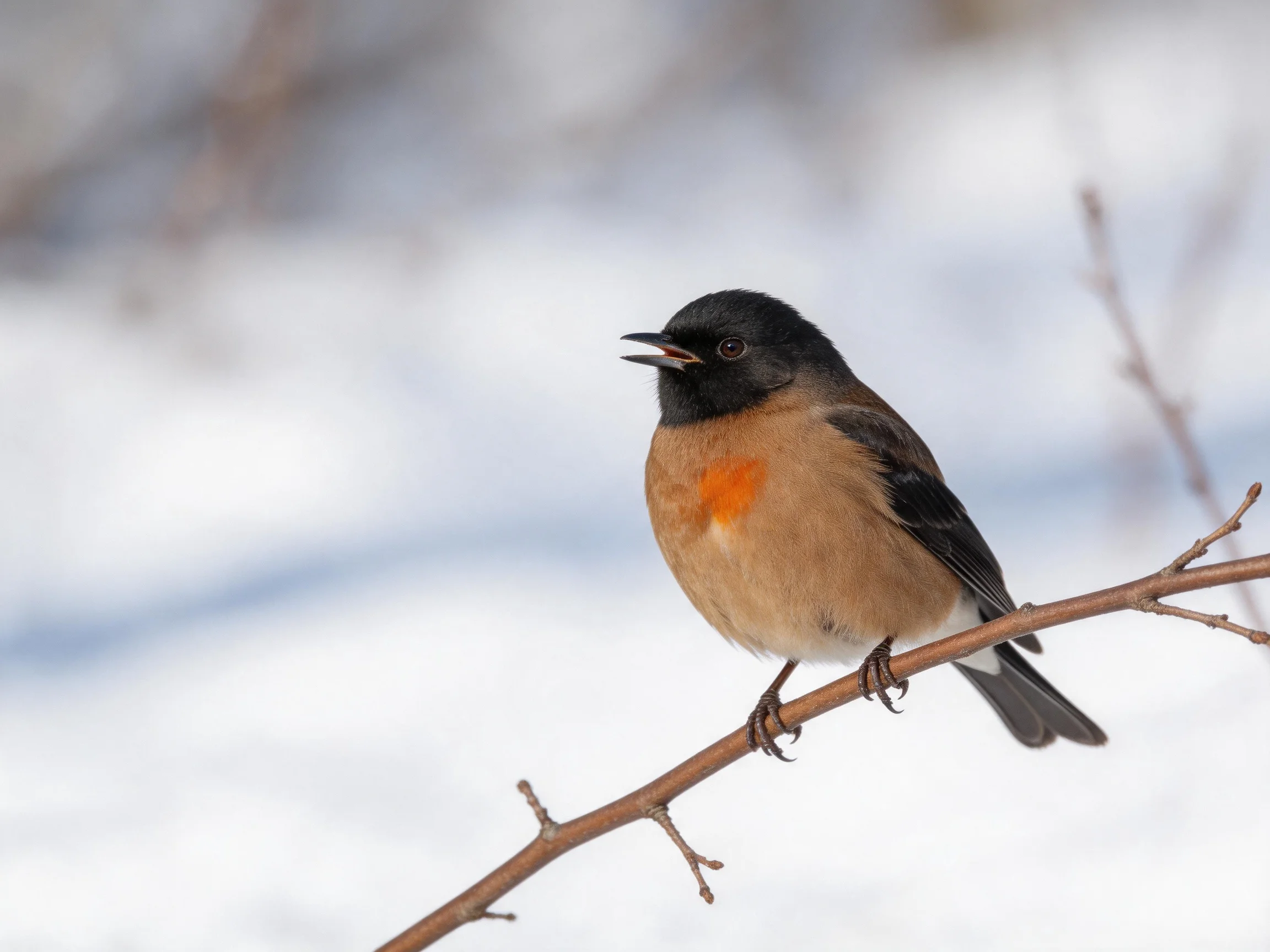 A small black-headed bird with an orange chest perches on a bare branch