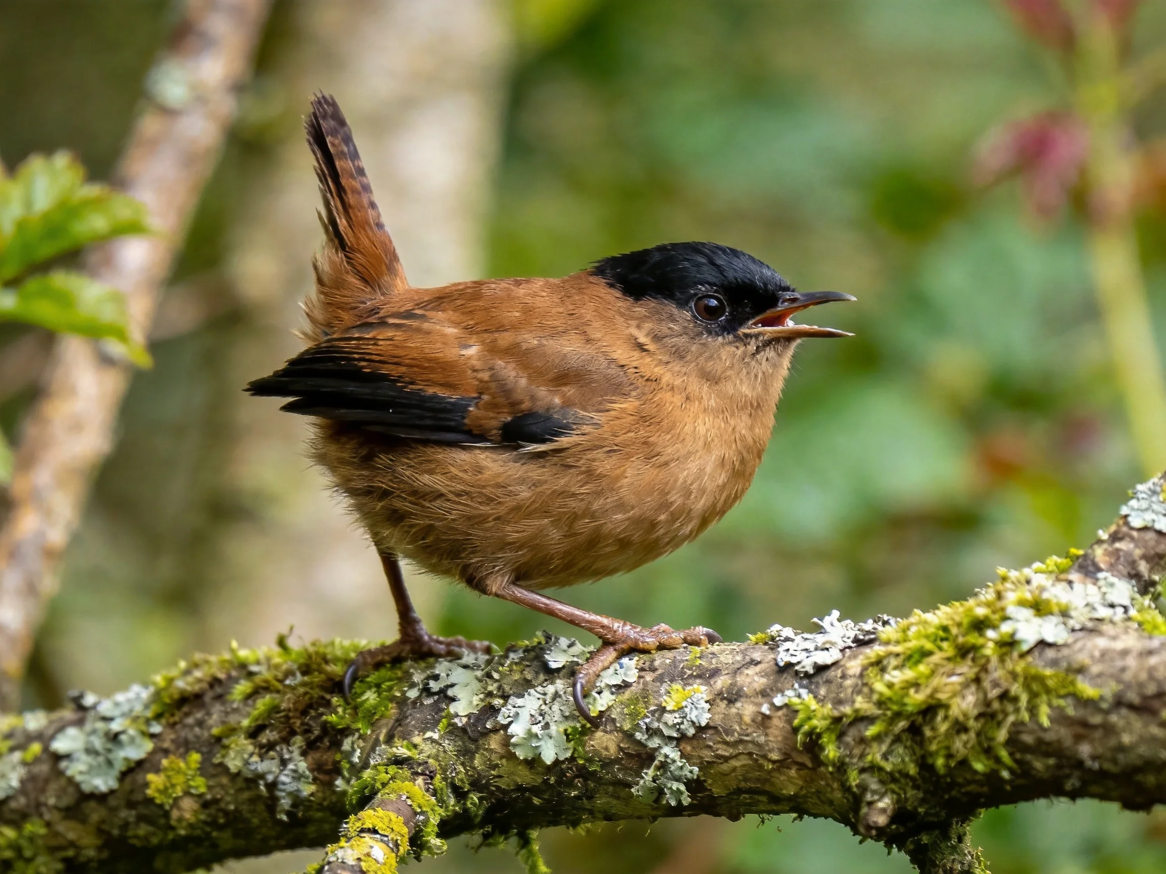 A small black-headed brown wren sings from a mossy branch