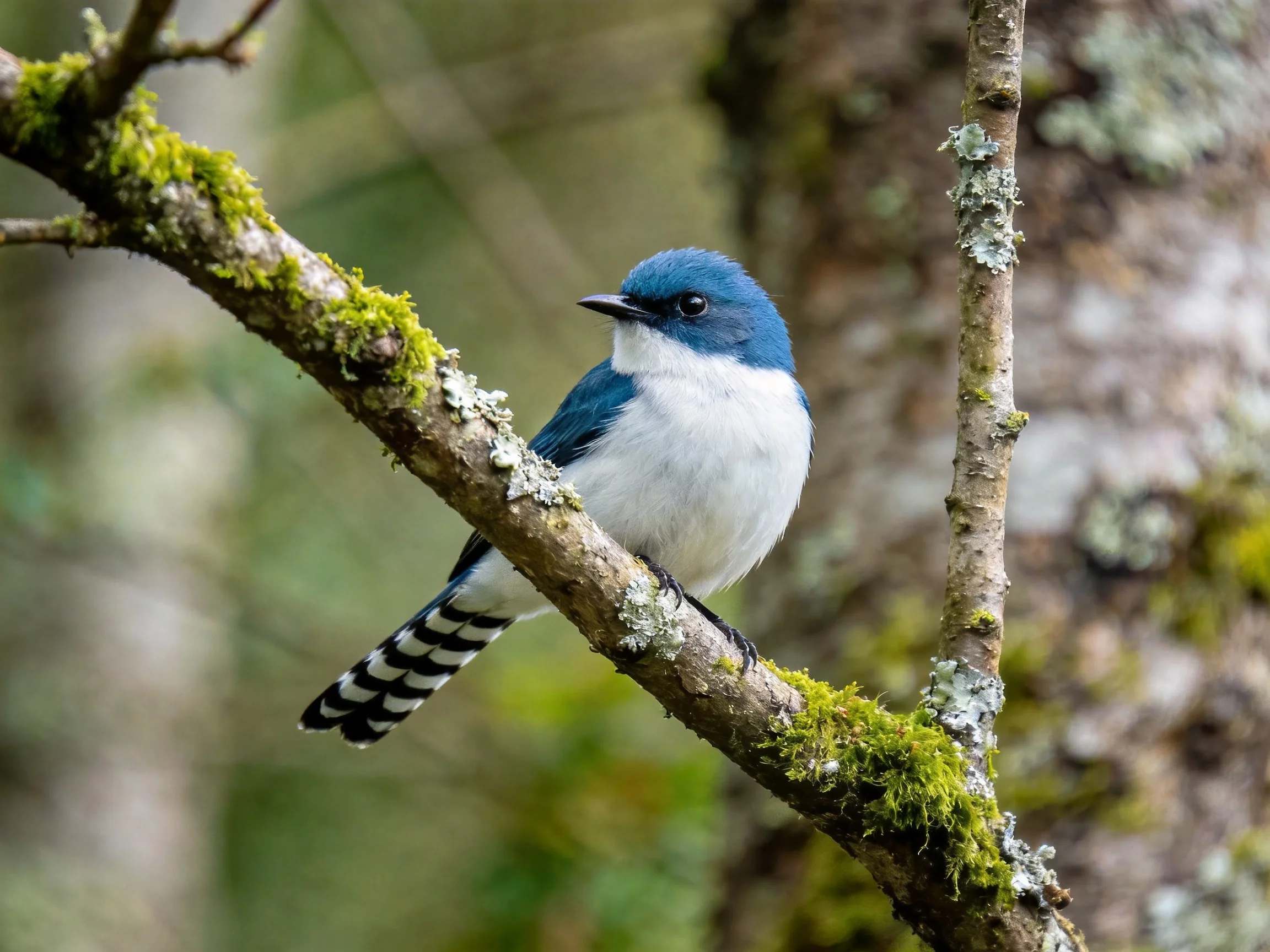 A small blue and white bird perches on a moss-covered tree branch