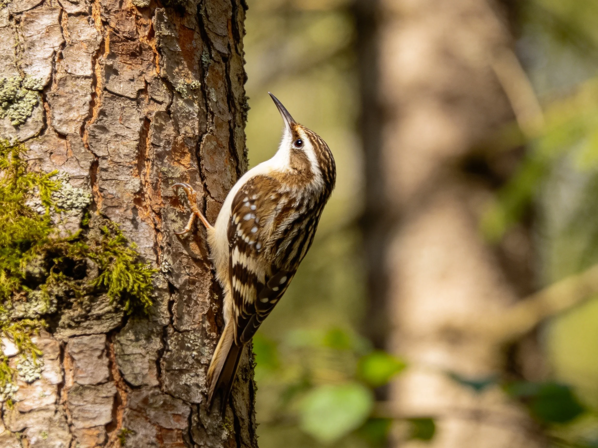 A small brown and white bird climbs a moss-covered tree trunk