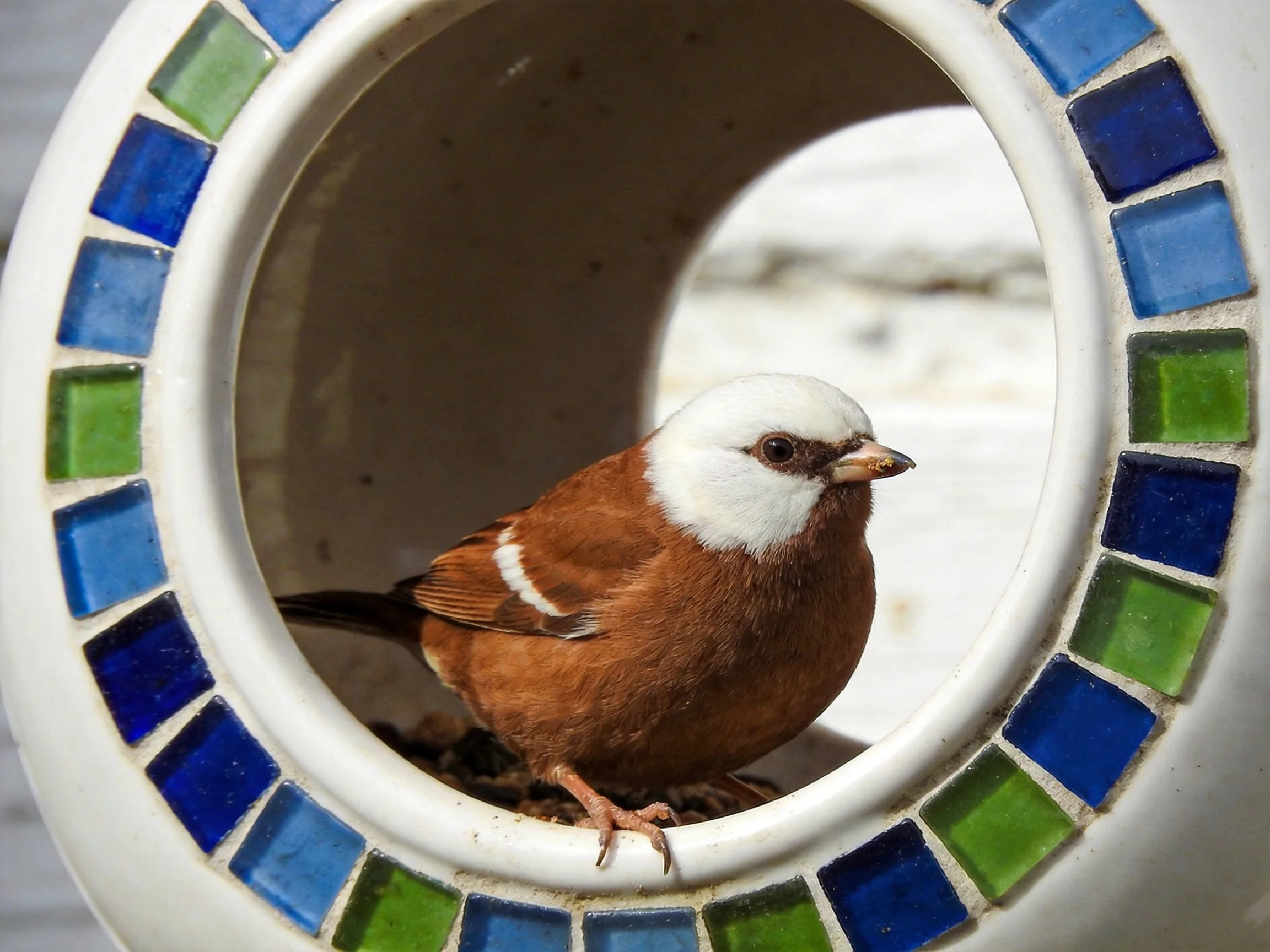 A small brown and white bird perched in a mosaic-tiled circular feeder