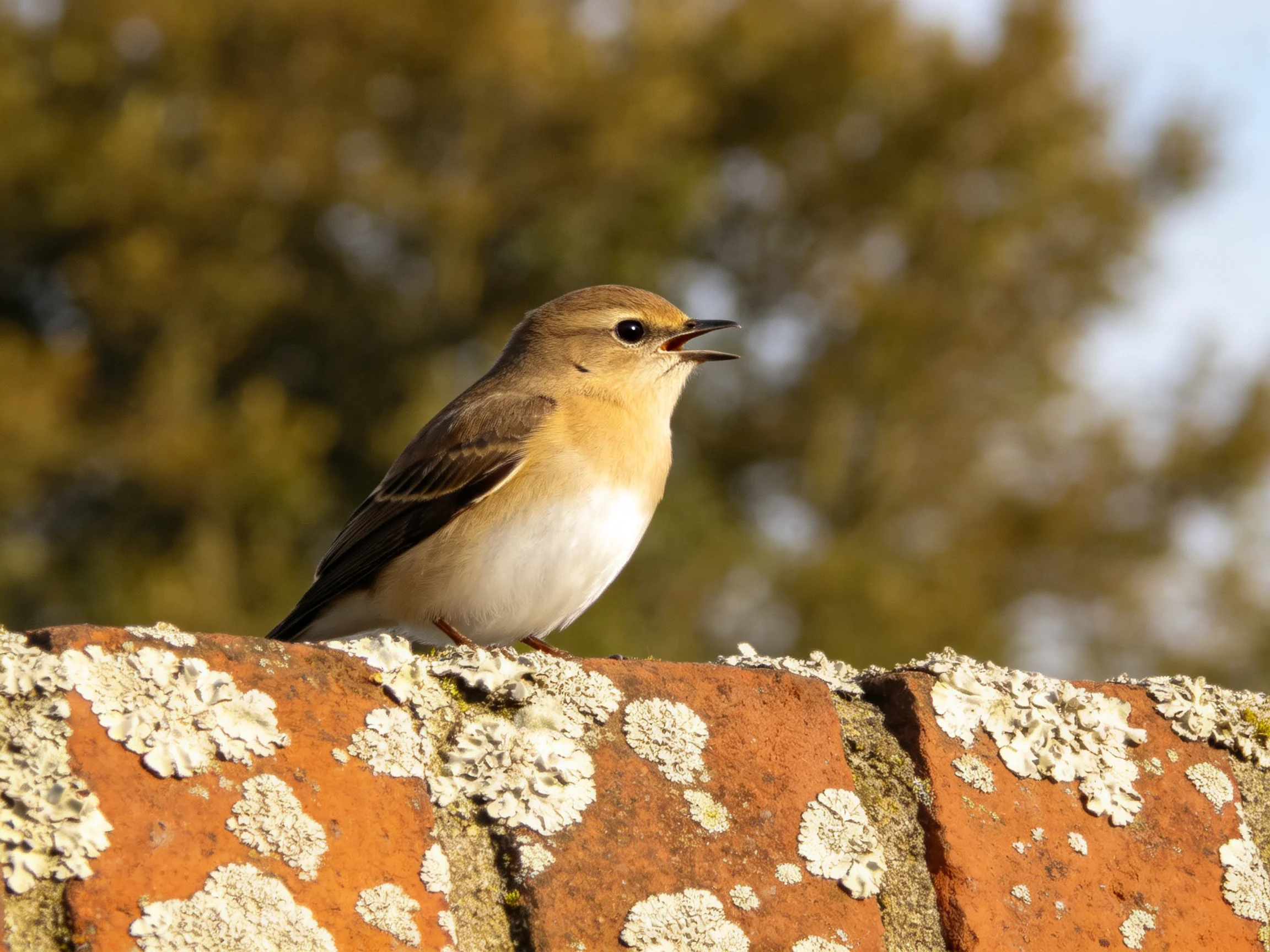A small brown and white bird perched on a lichen-covered brick ledge