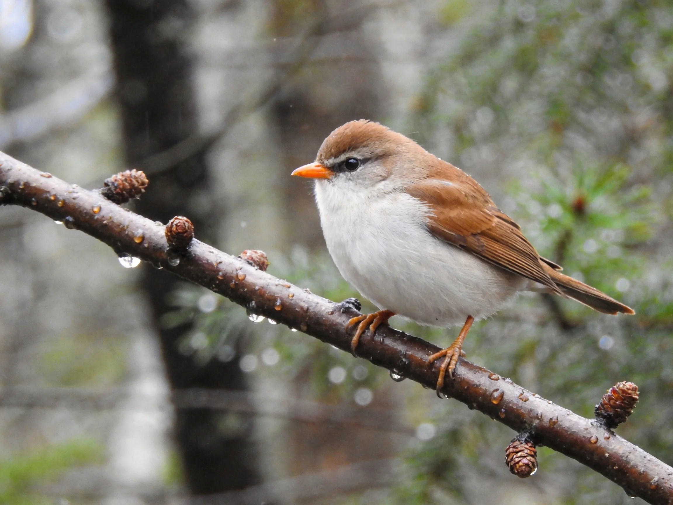 A small brown-and-white bird rests on a wet branch with pinecones in a forest setting.