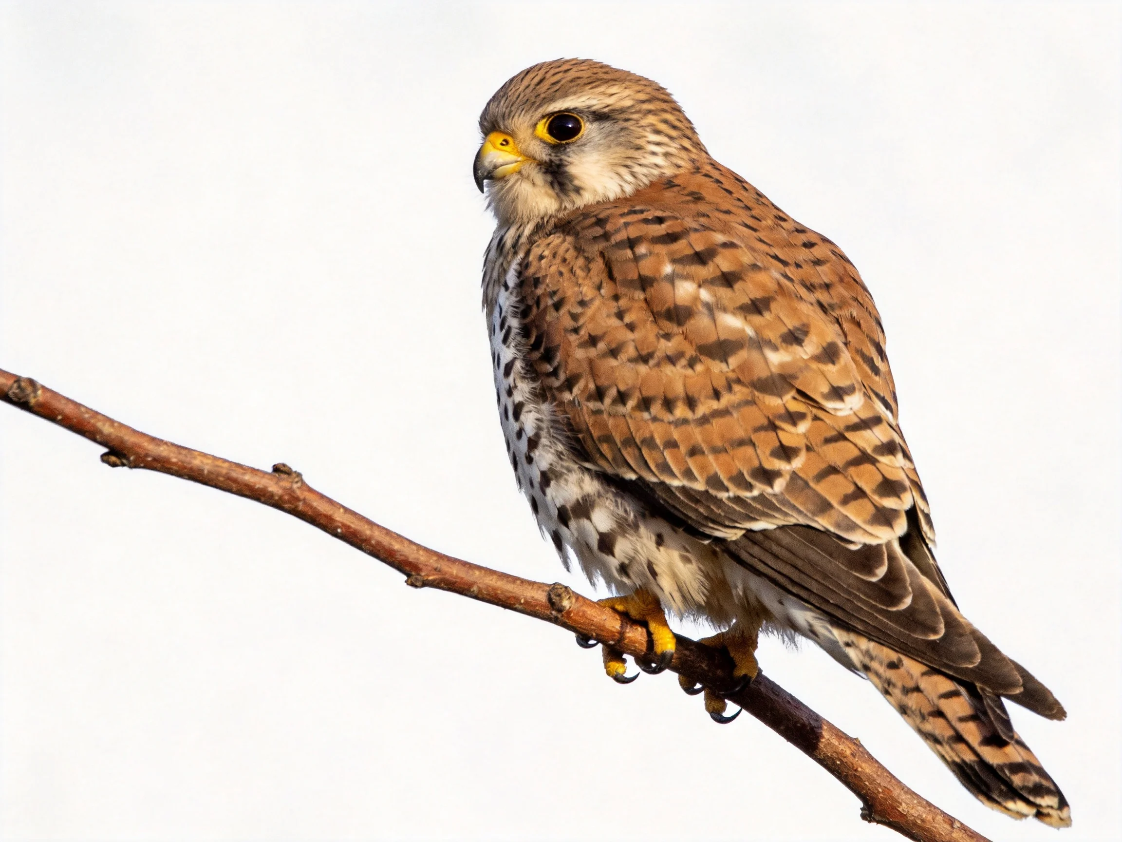 A small brown and white falcon perched on a thin branch