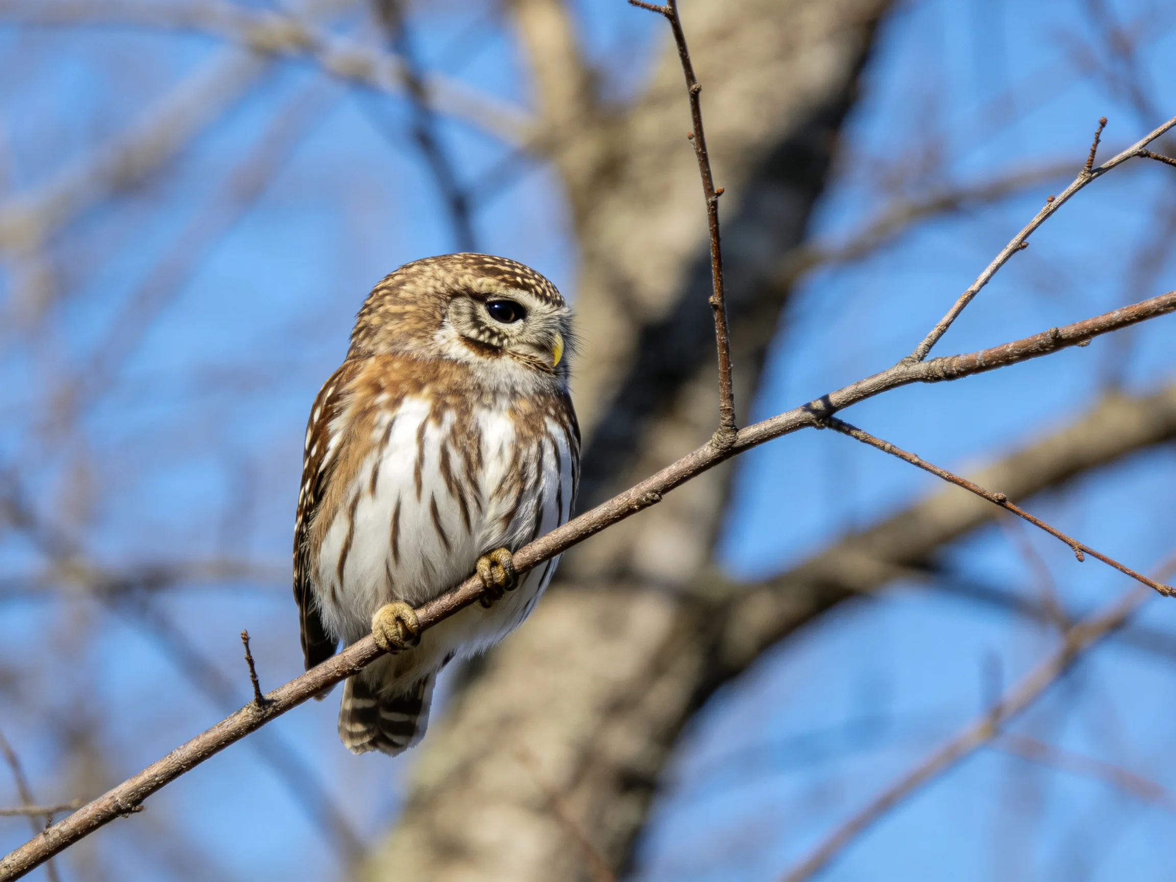 A small brown and white owl perched on a bare tree branch