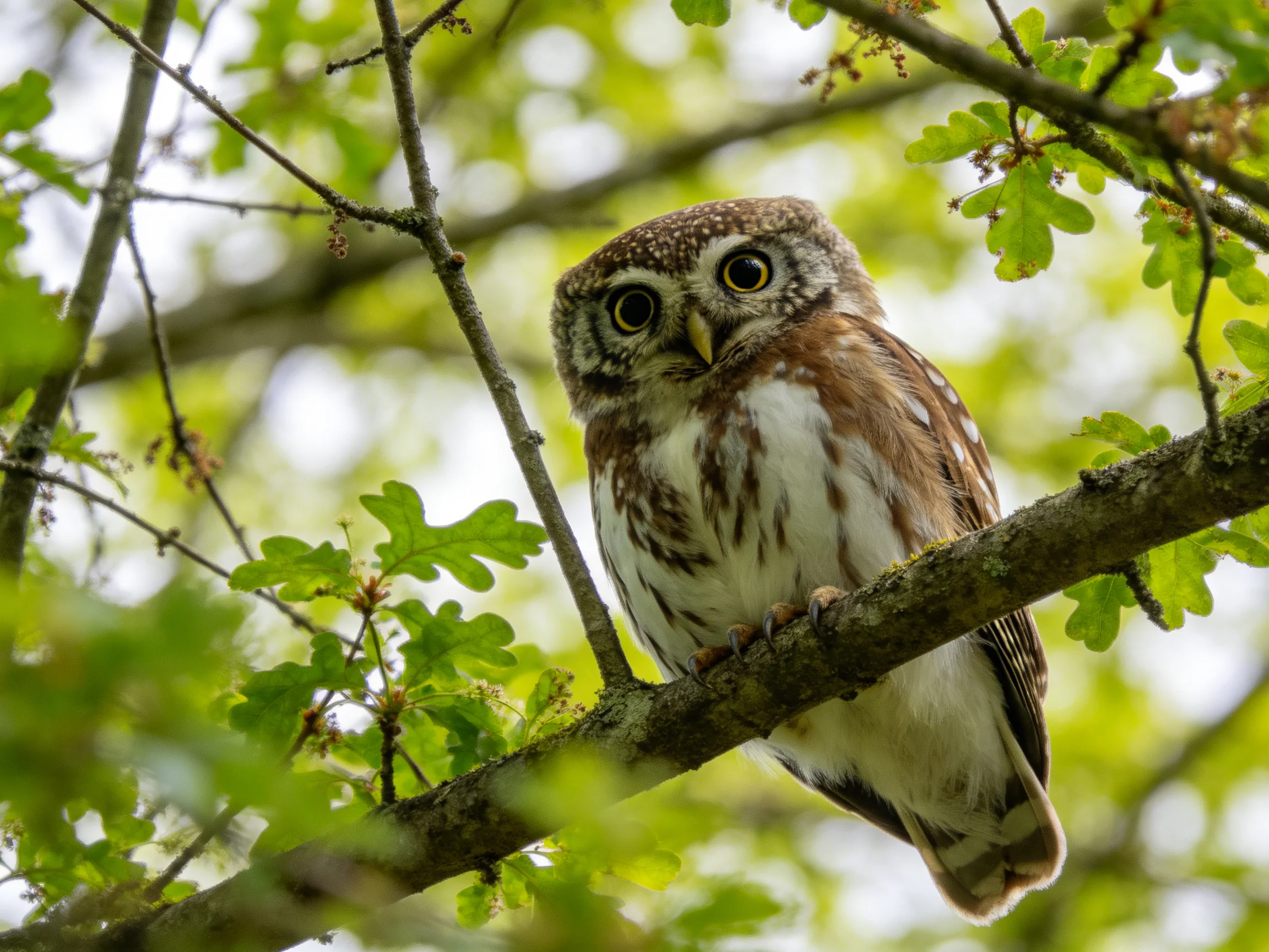 A small brown and white owl perched on a leafy tree branch