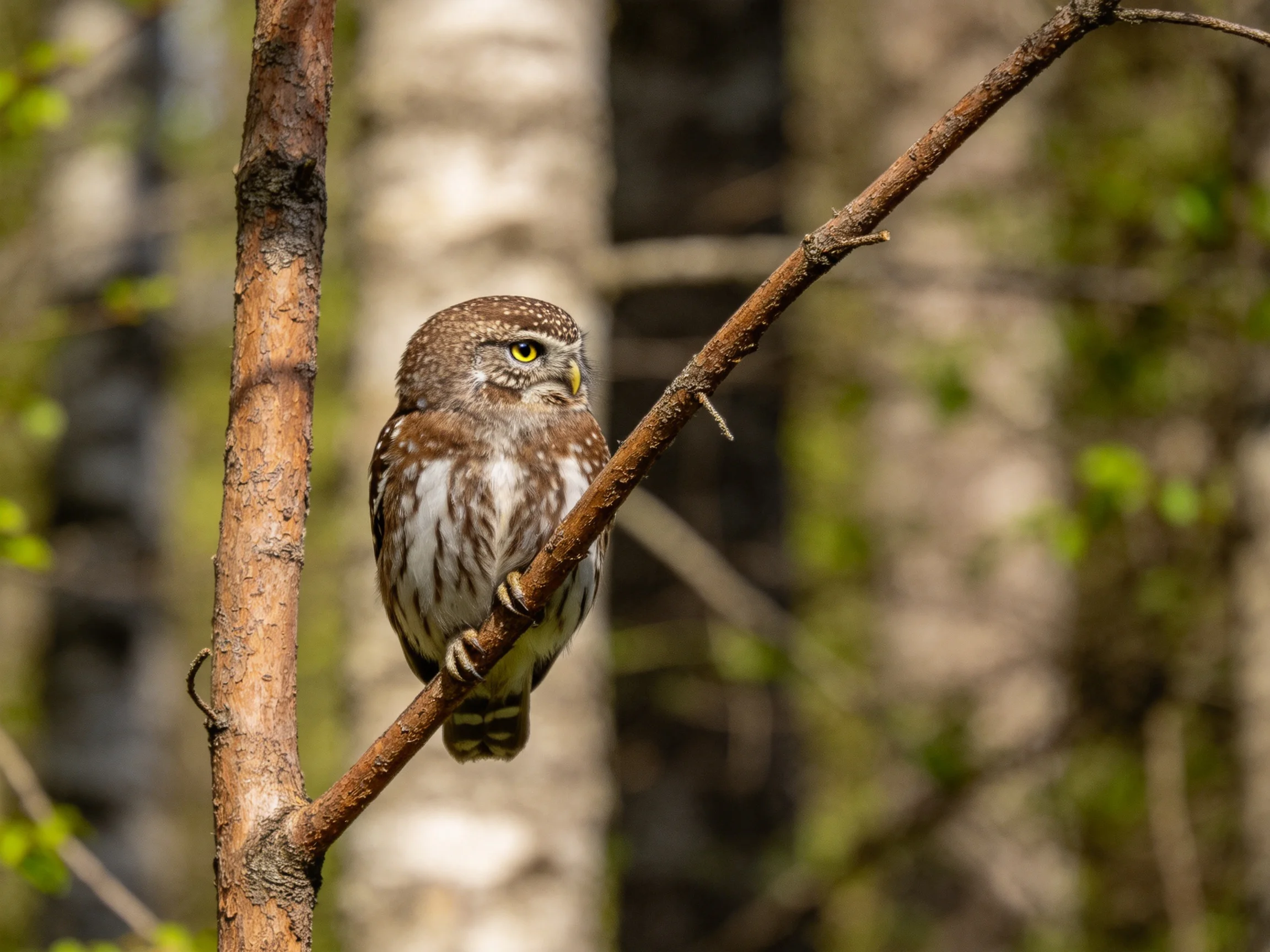 A small brown and white owl perched on a slender tree branch