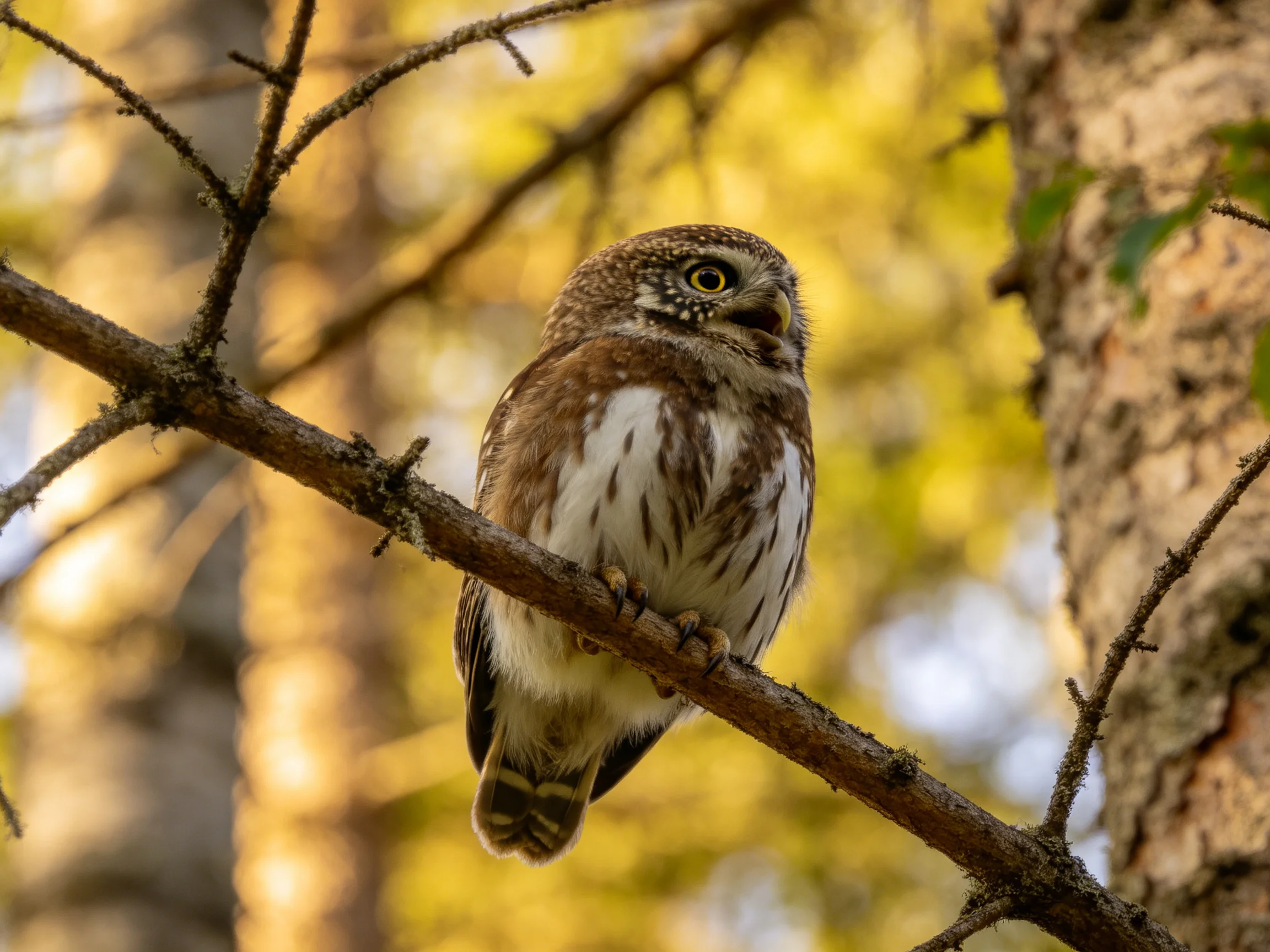 A small brown and white owl perched on a tree branch