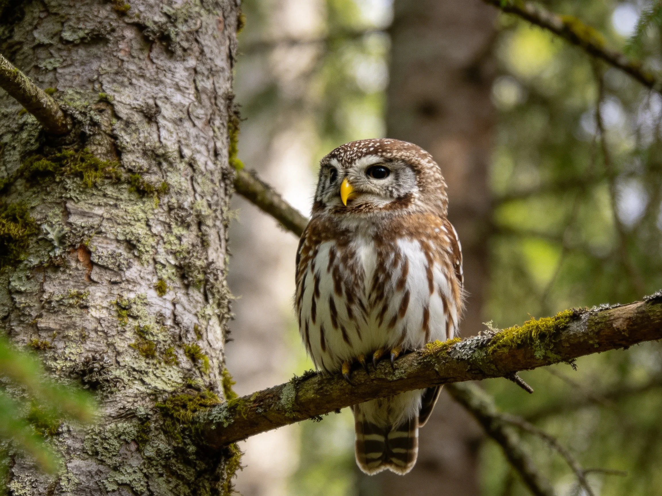A small brown and white owl perches on a moss-laden forest branch