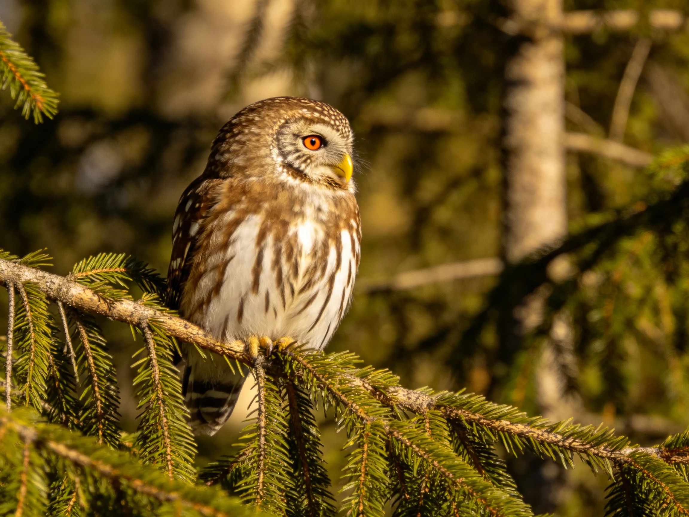 A small brown and white owl perches on green pine branches