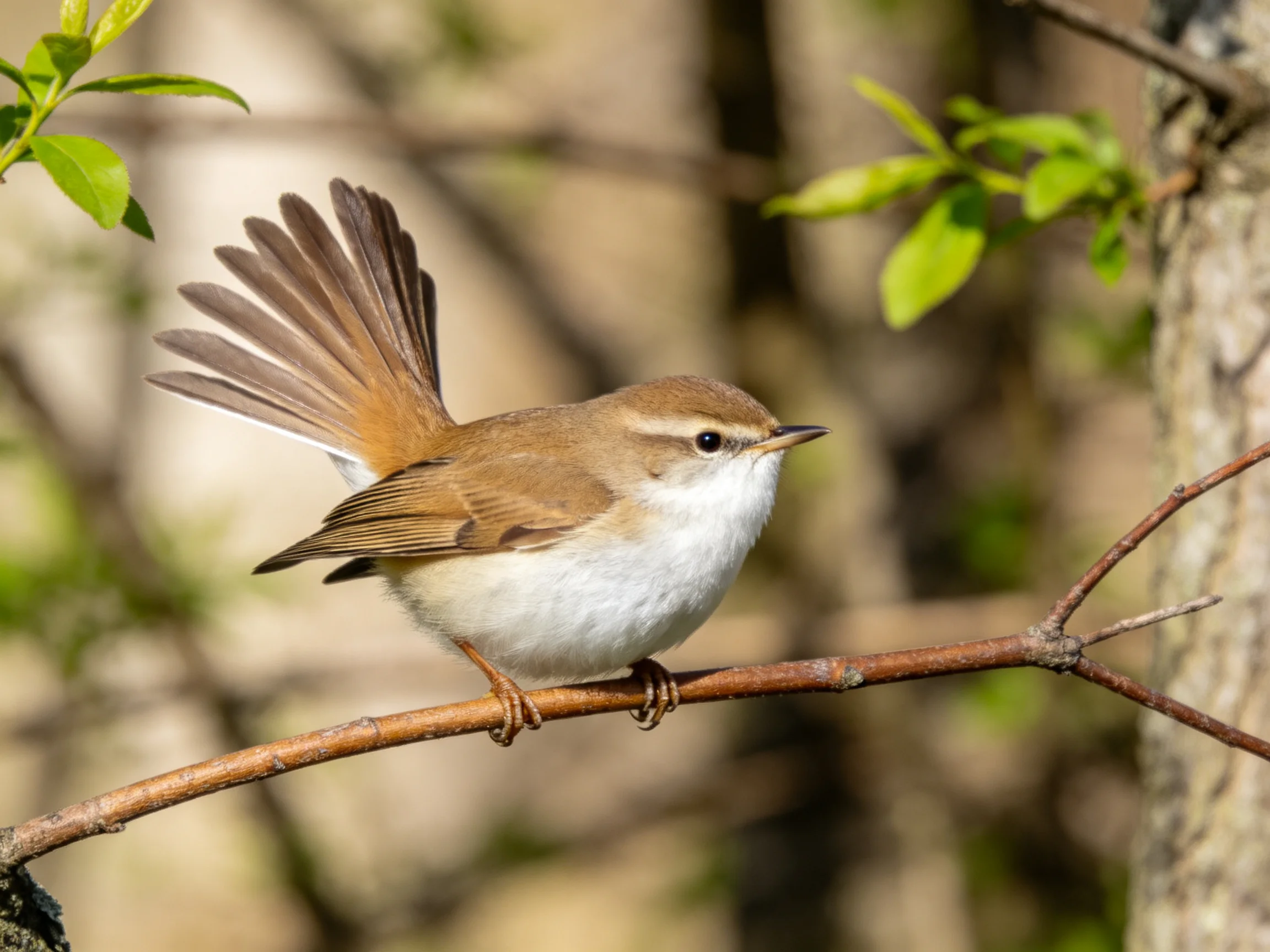 A small brown and white songbird perched on a thin branch