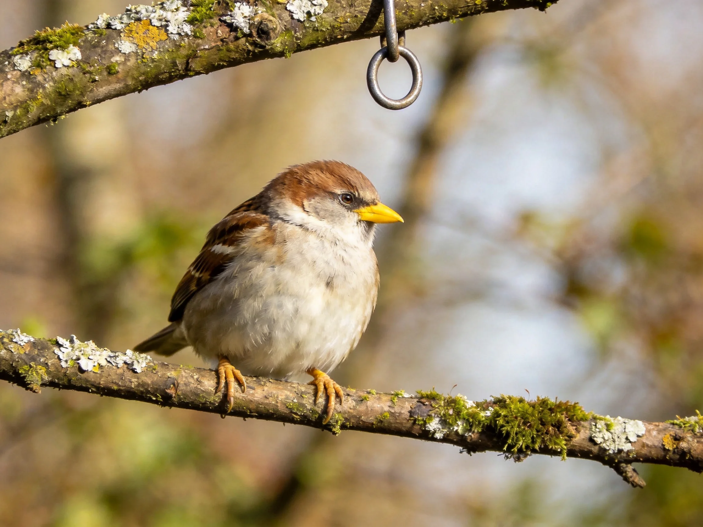 A small brown and white sparrow perched on a mossy tree branch