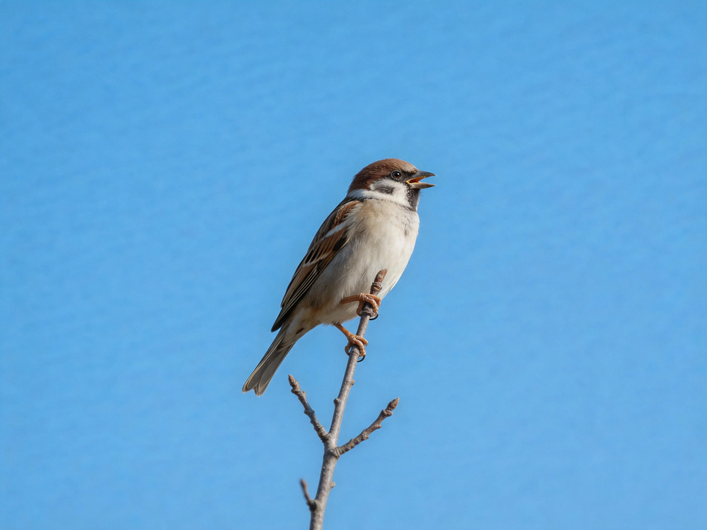 A small brown and white sparrow perches on a bare tree branch