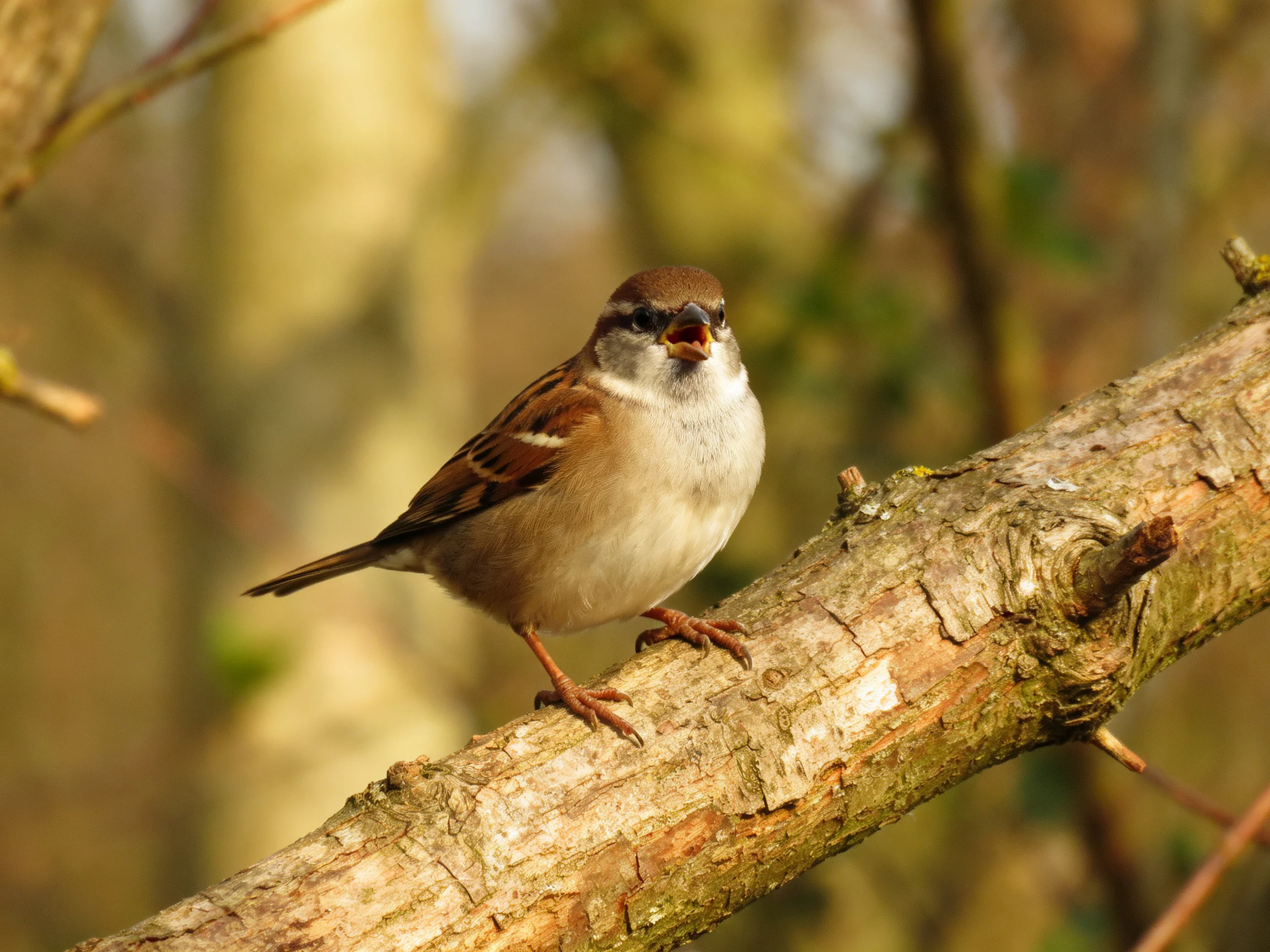 A small brown and white sparrow perches on a textured wooden branch