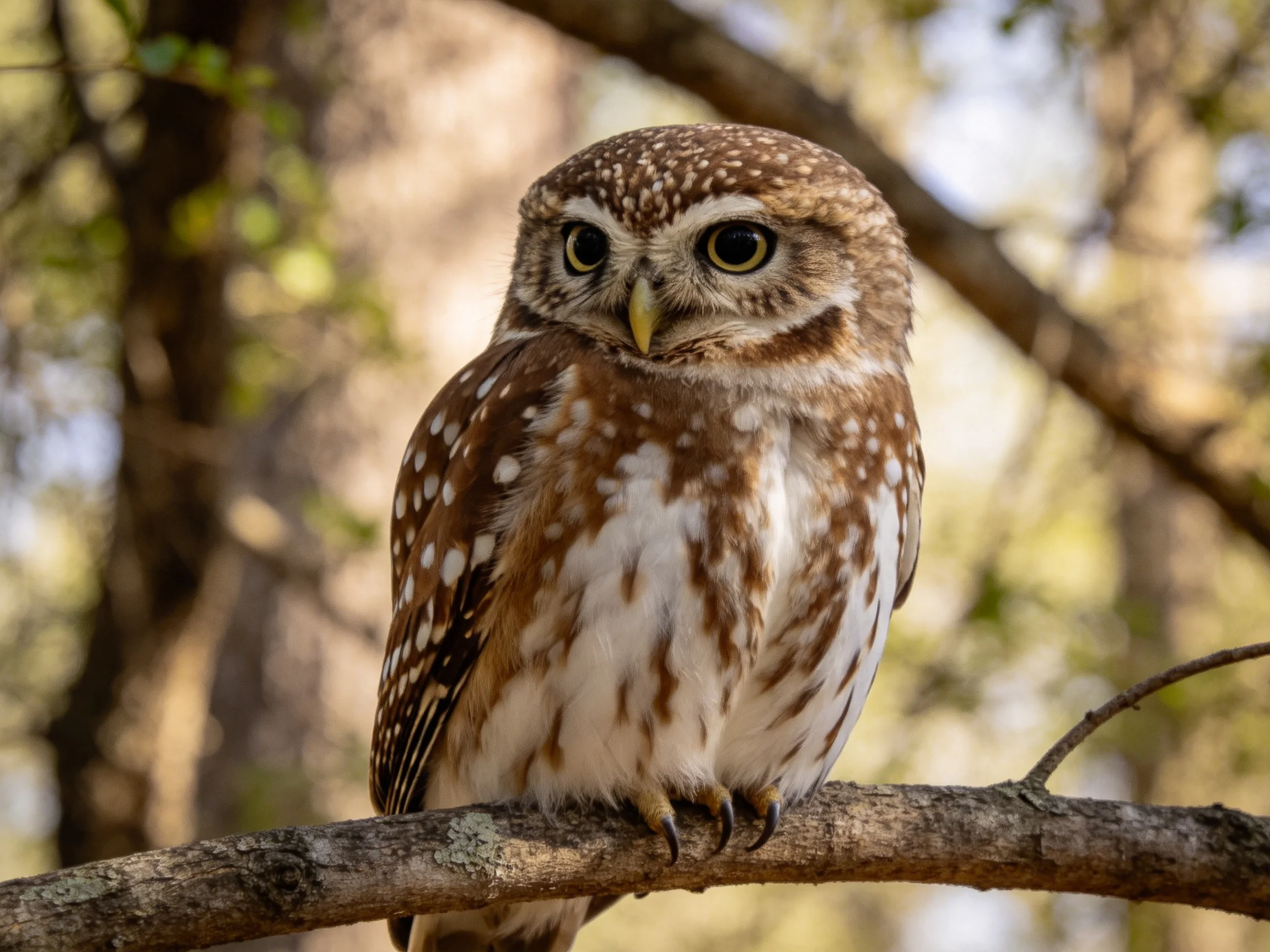 A small owl with brown and white plumage sits on a tree branch in a wooded environment.