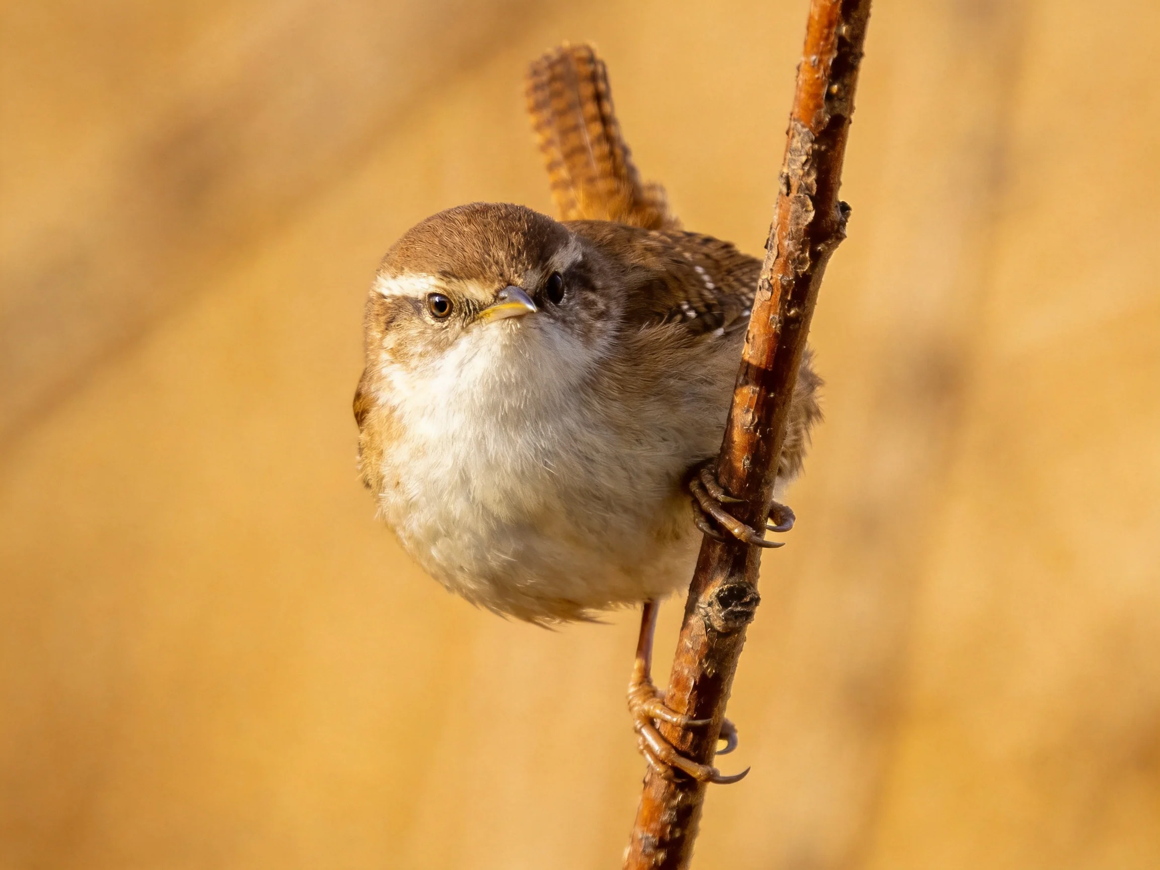 A small brown and white wren perched on a dry branch