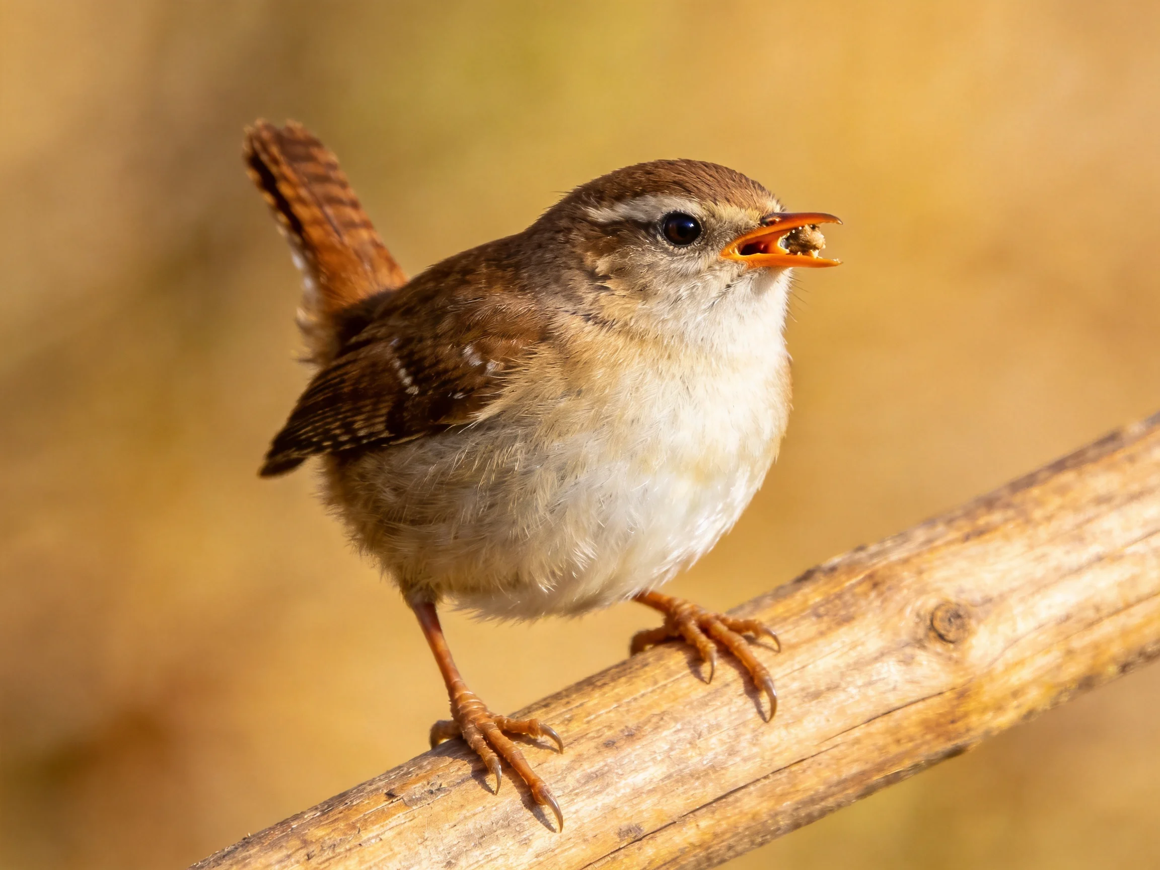 A small brown and white wren perched on a wooden branch with prey