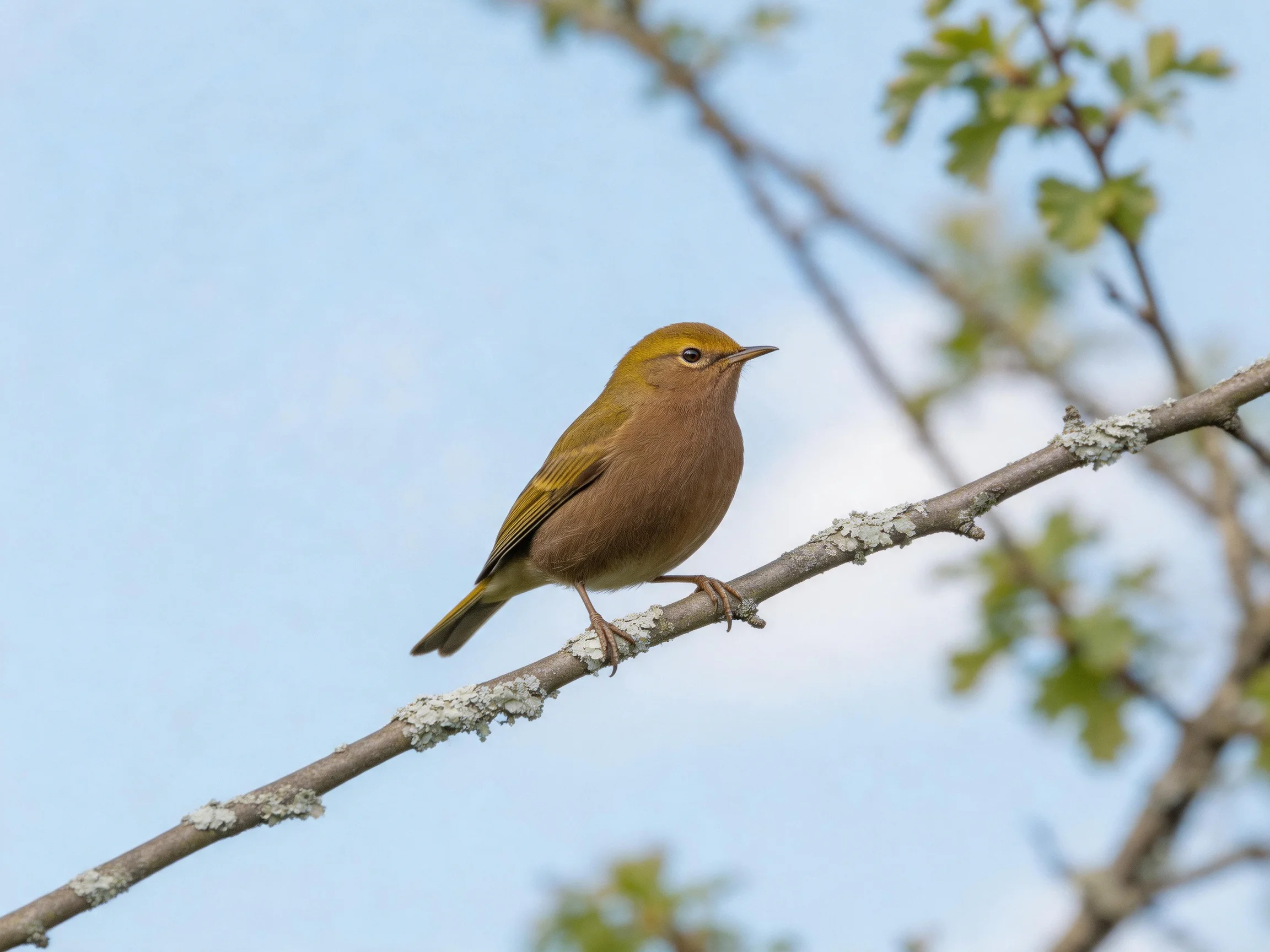 A small brown and yellow bird rests on a lichen-draped branch amid blurred foliage.