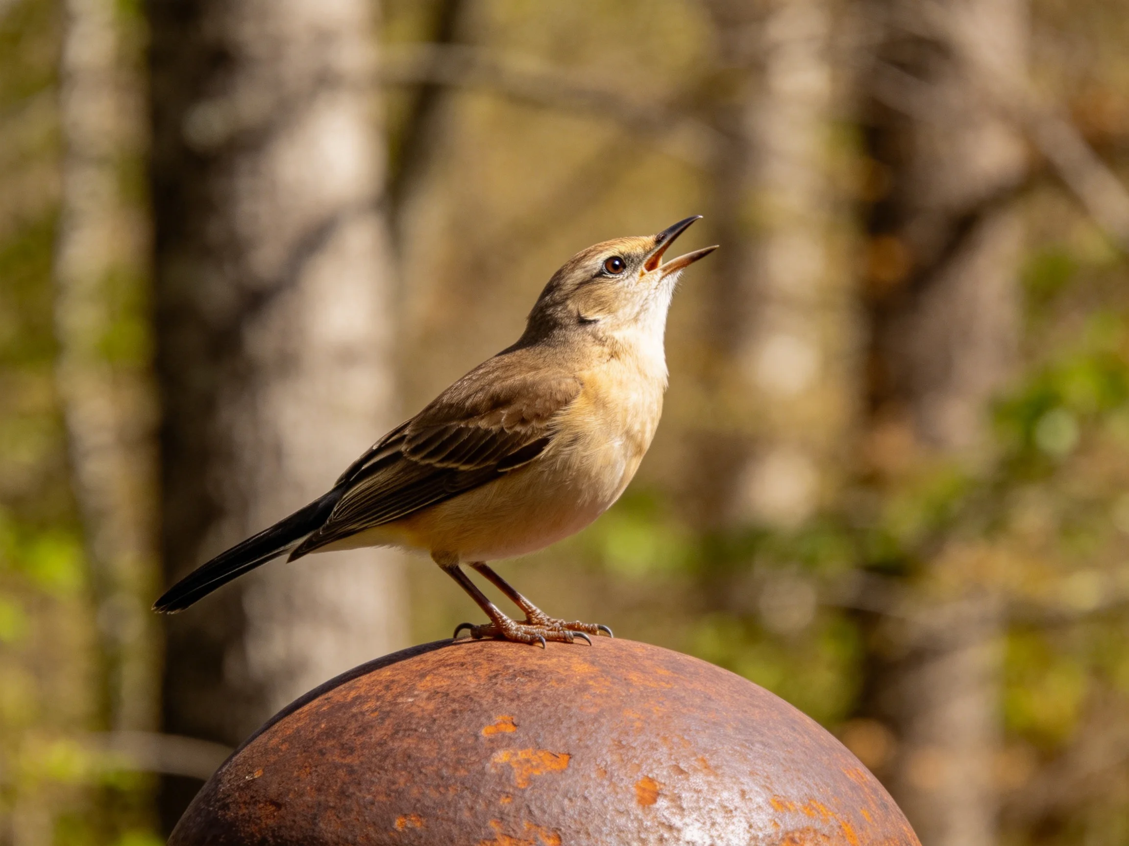 A small brown bird perched on a rusted metal sphere