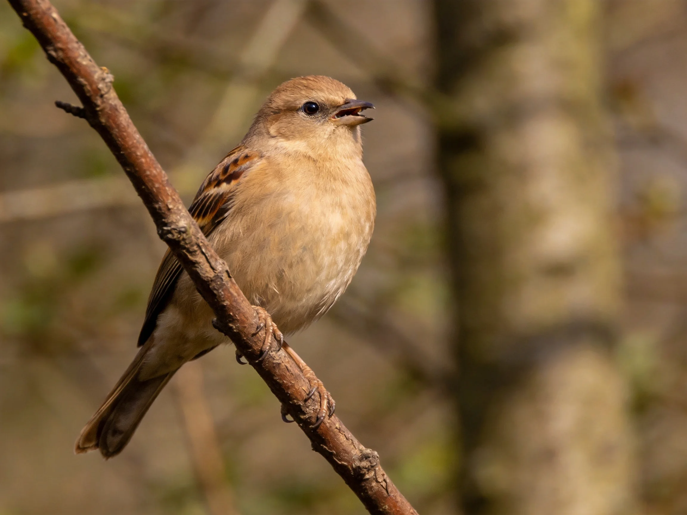 A small brown bird perched on a tree branch