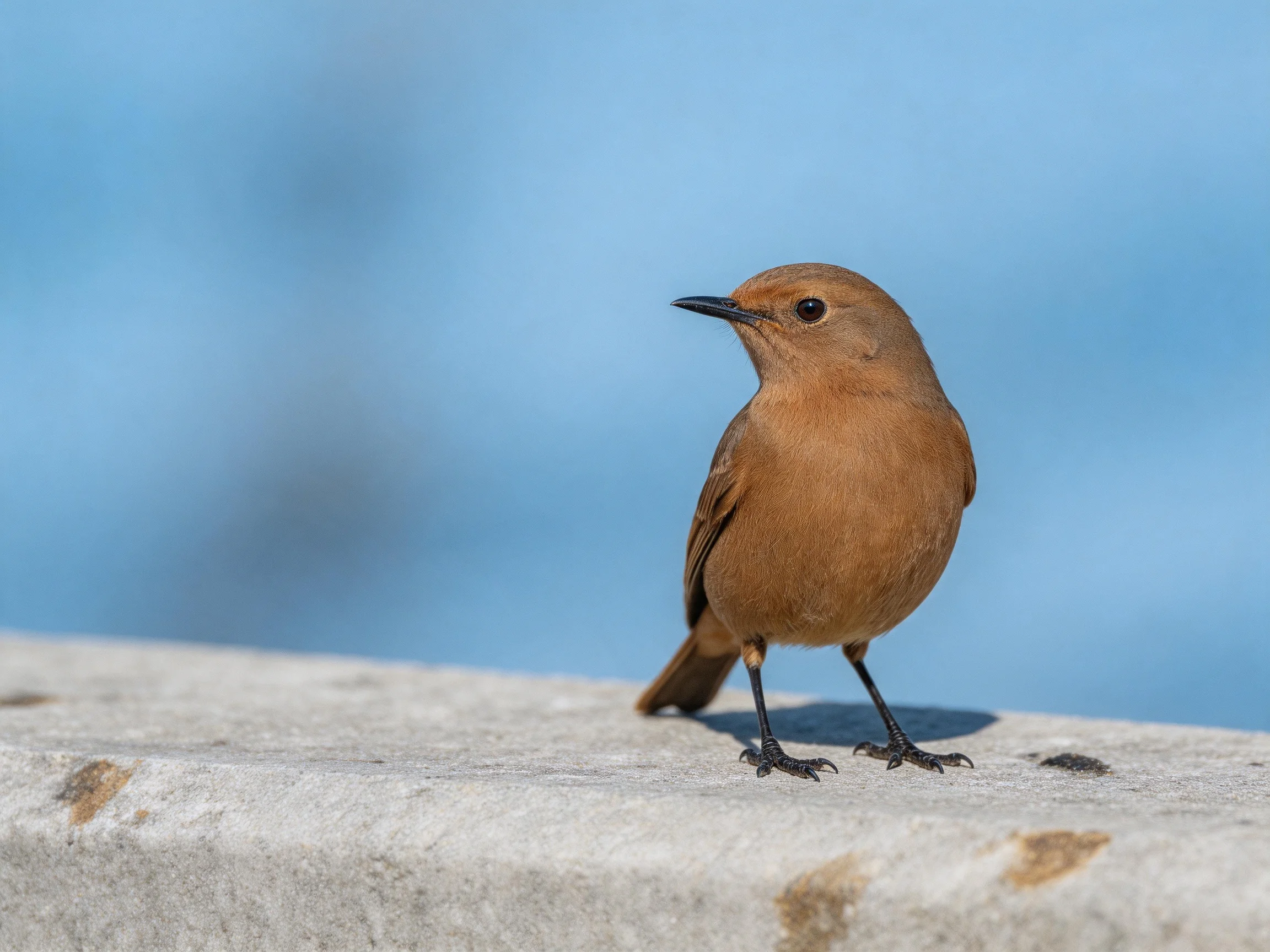 A small brown bird perched on a weathered concrete ledge against a clear blue sky