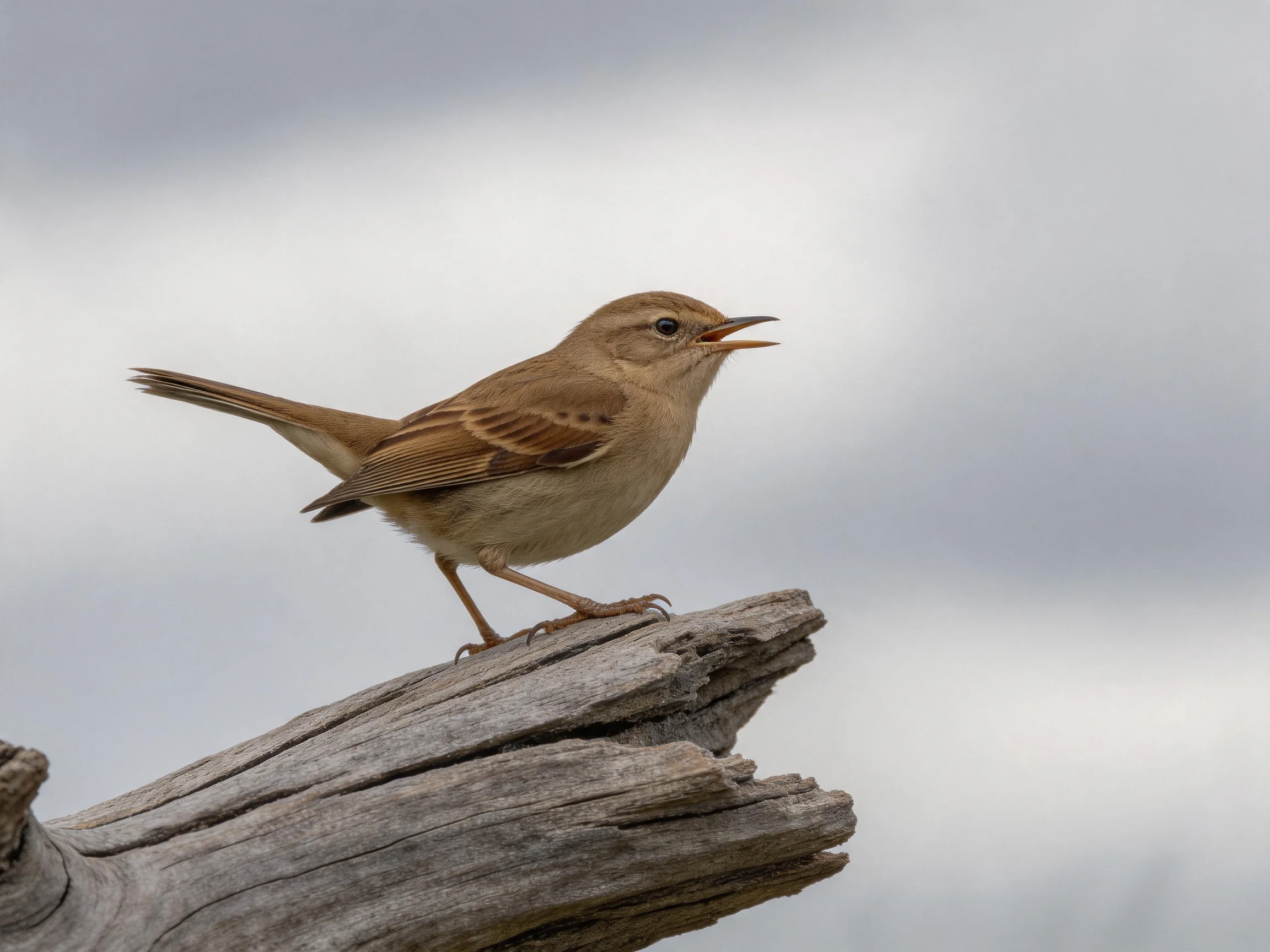 A small brown bird perched on weathered wooden debris