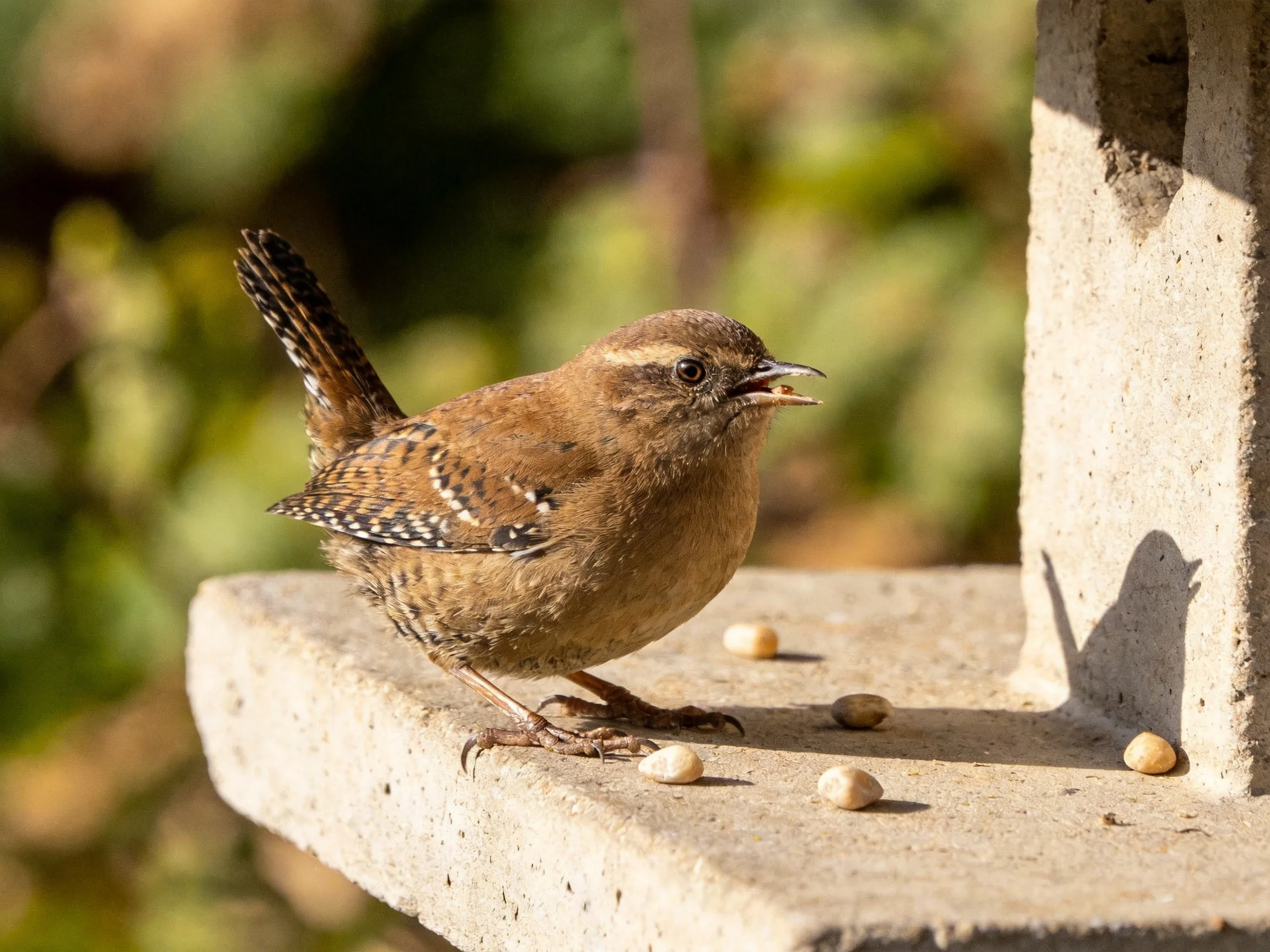A small brown bird perches on a stone ledge with scattered seeds