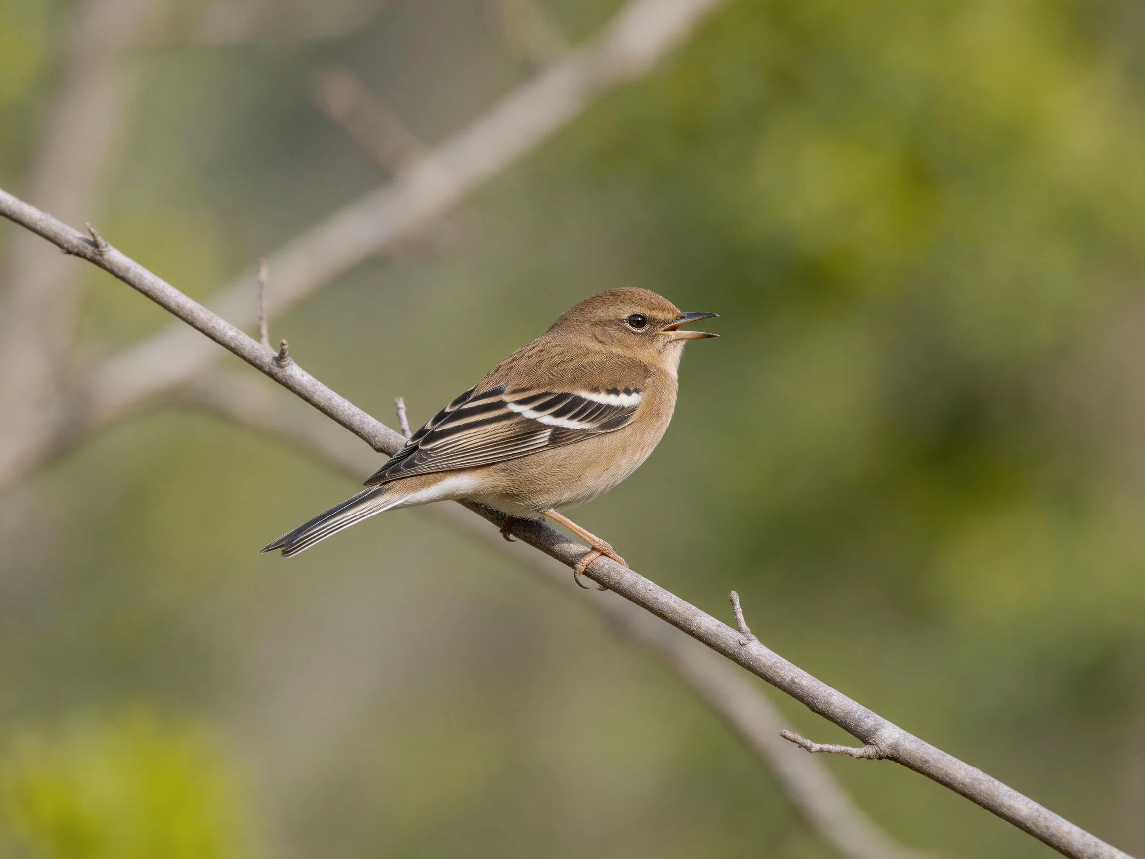 A small brown bird with black-and-white wing stripes perches on a thinbranch