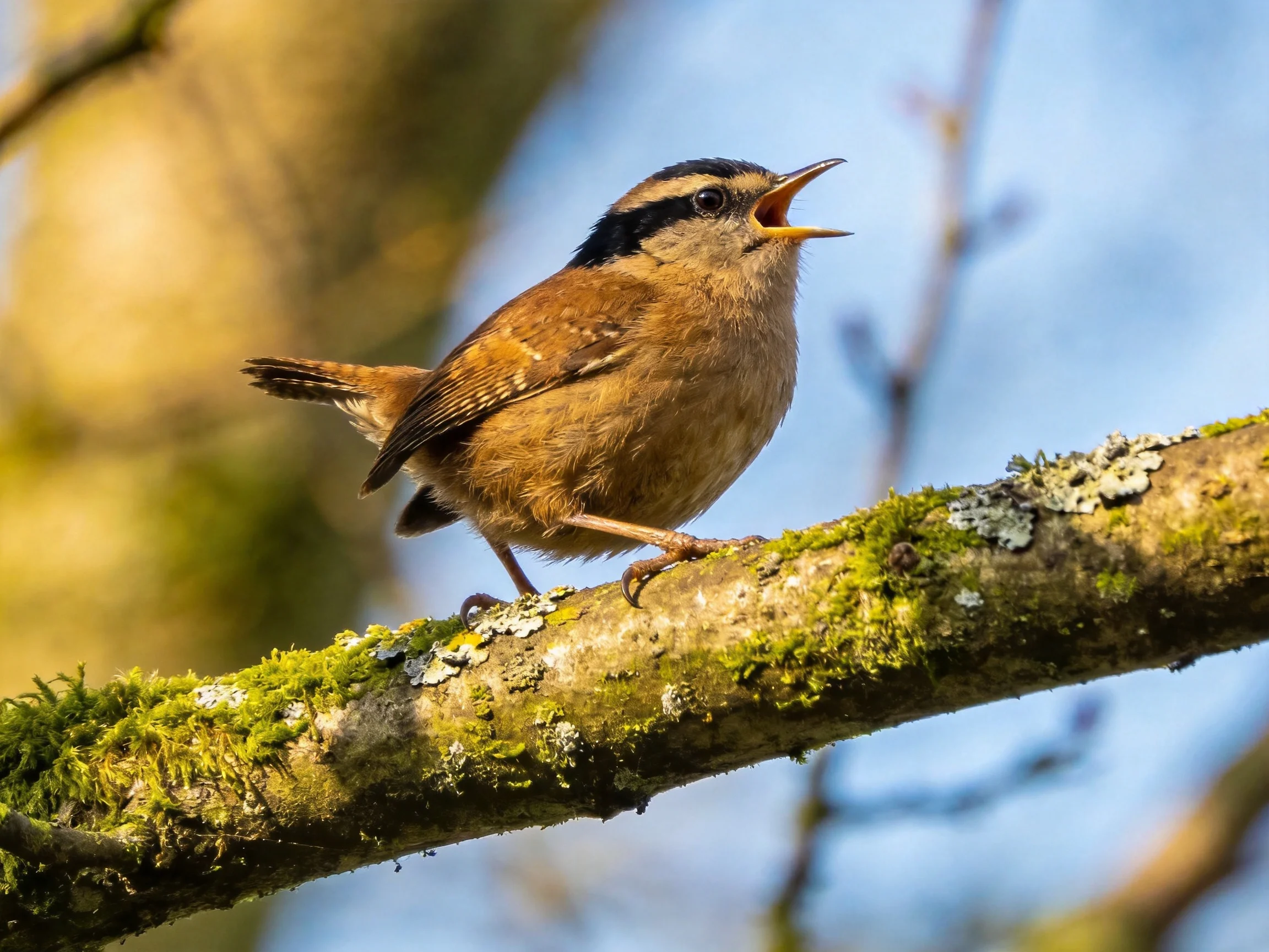 A small brown bird sings while perched on a moss-covered tree branch.