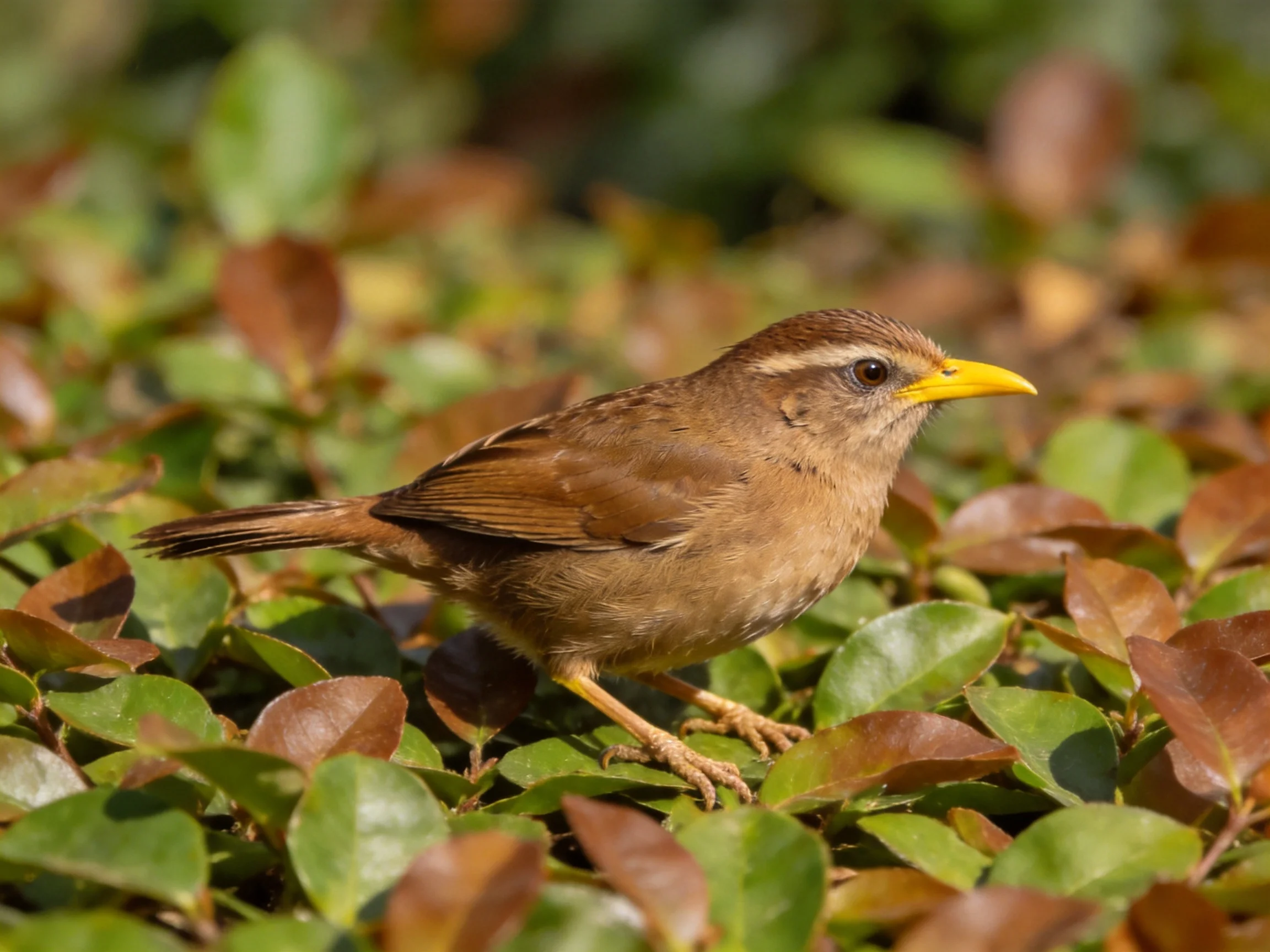 A small brown bird with bright yellow beak among mixed foliage